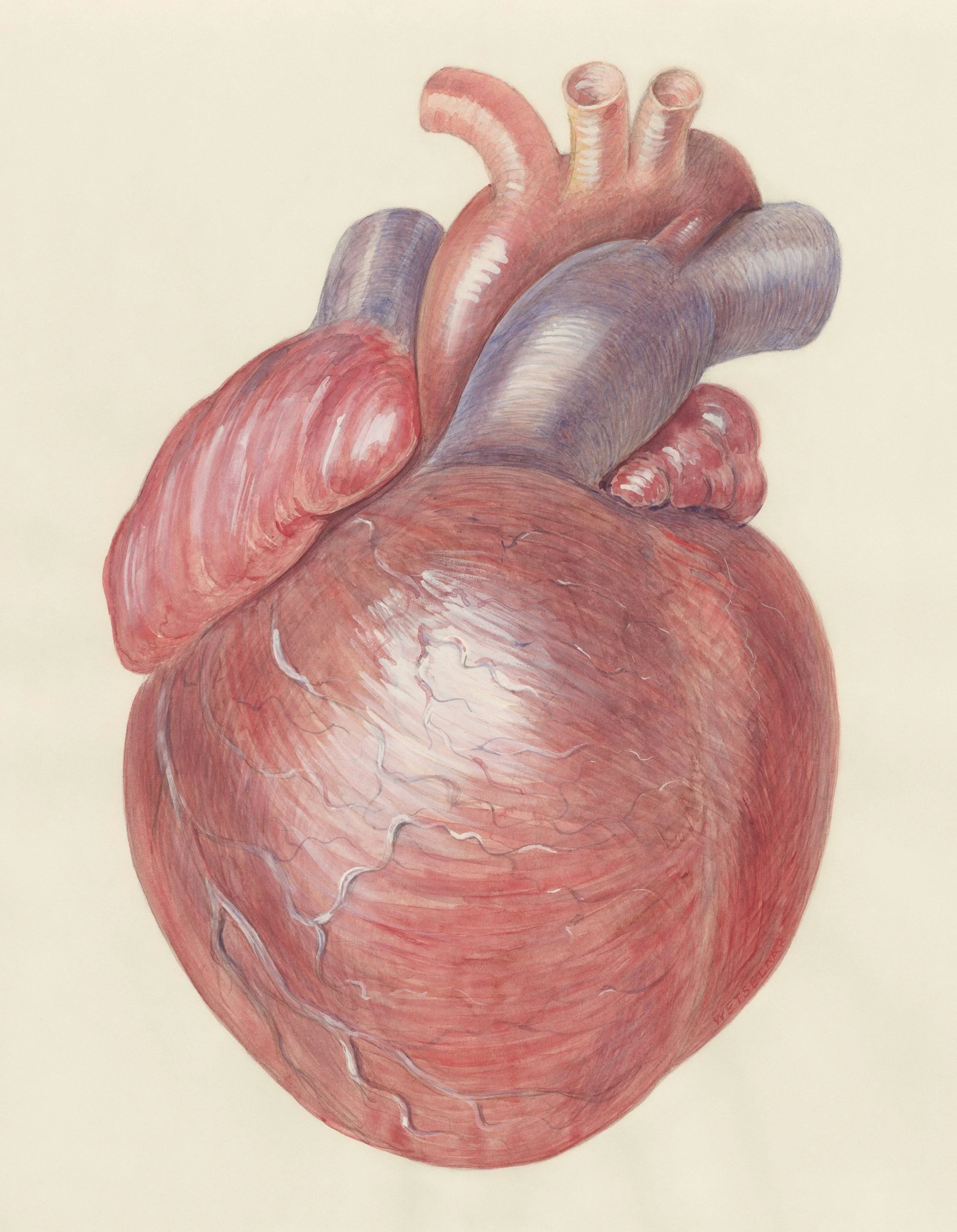 Erectile Dysfunction and Heart Disease: Why ED Can Be an Early Warning Sign