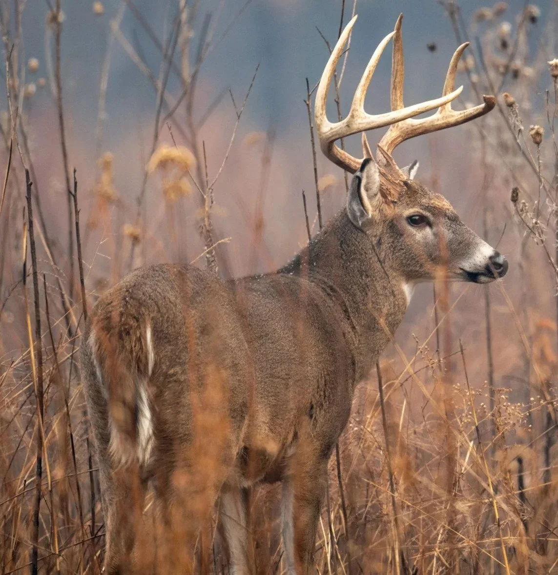 Rut Bow & Crossbow Hunt