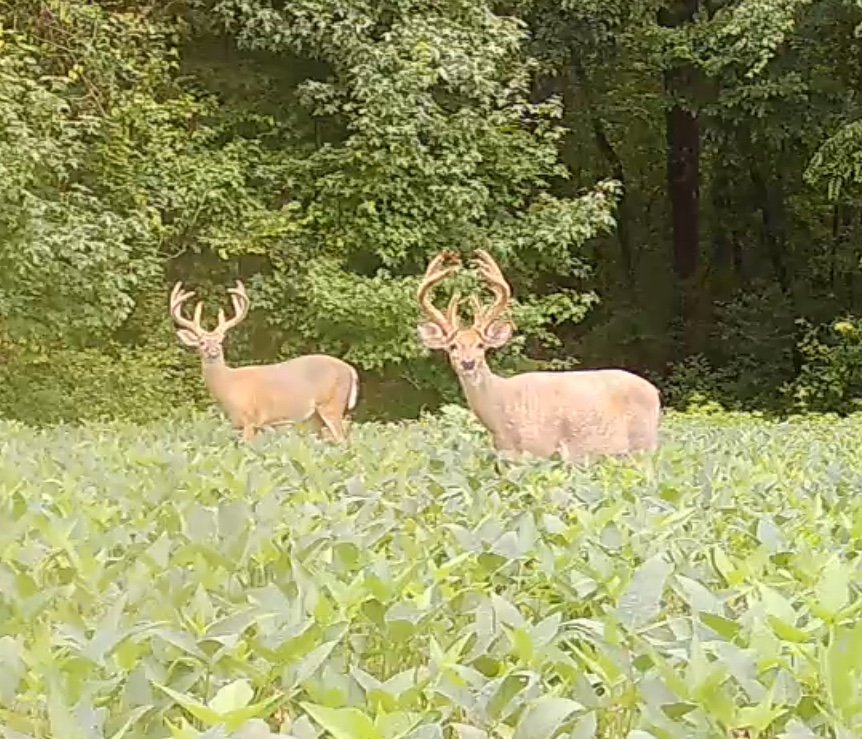 3 Day Velvet Bow Hunt