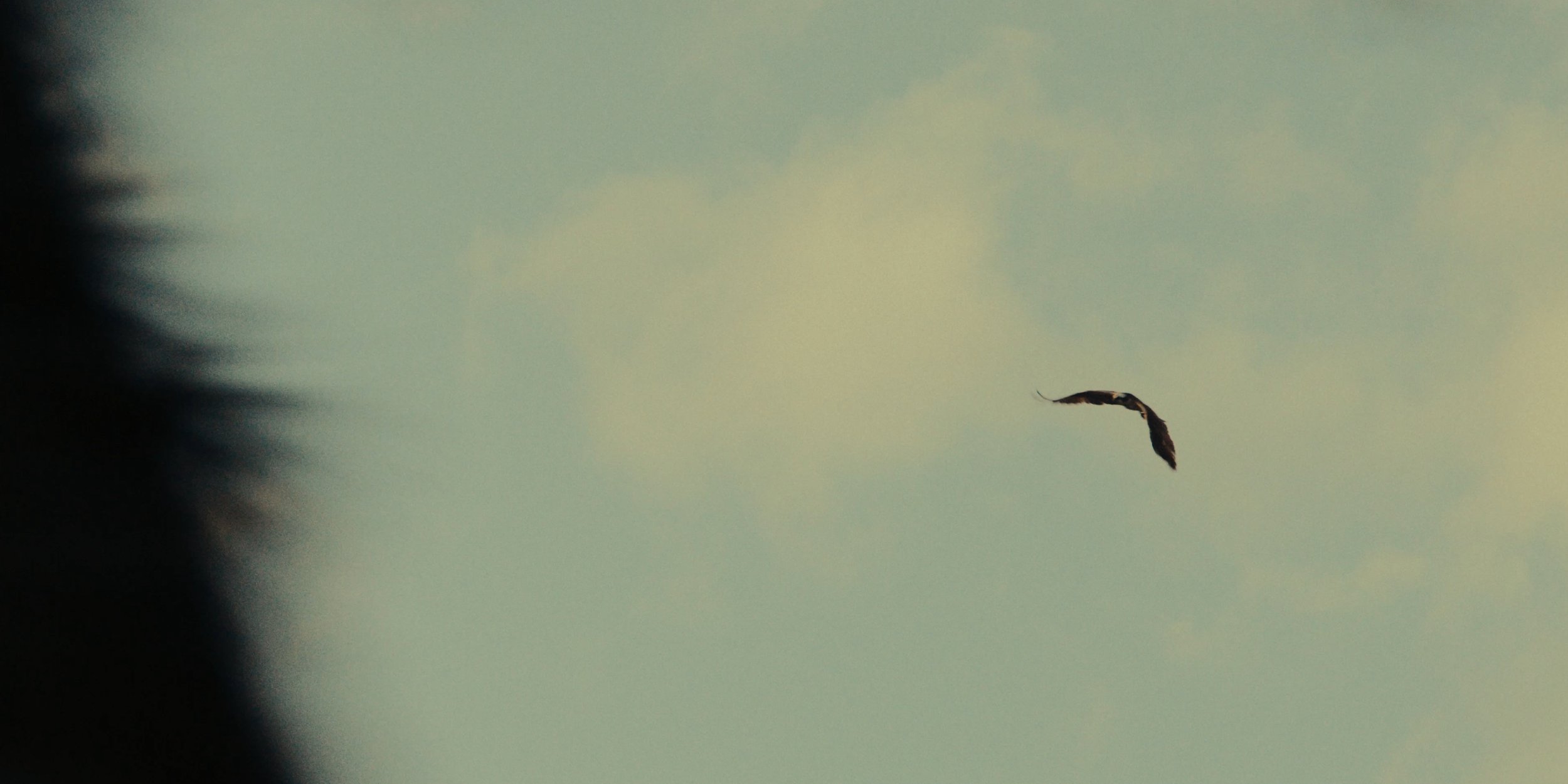 A bird flying in a cloudy sky with a dark silhouette of trees on the left side.