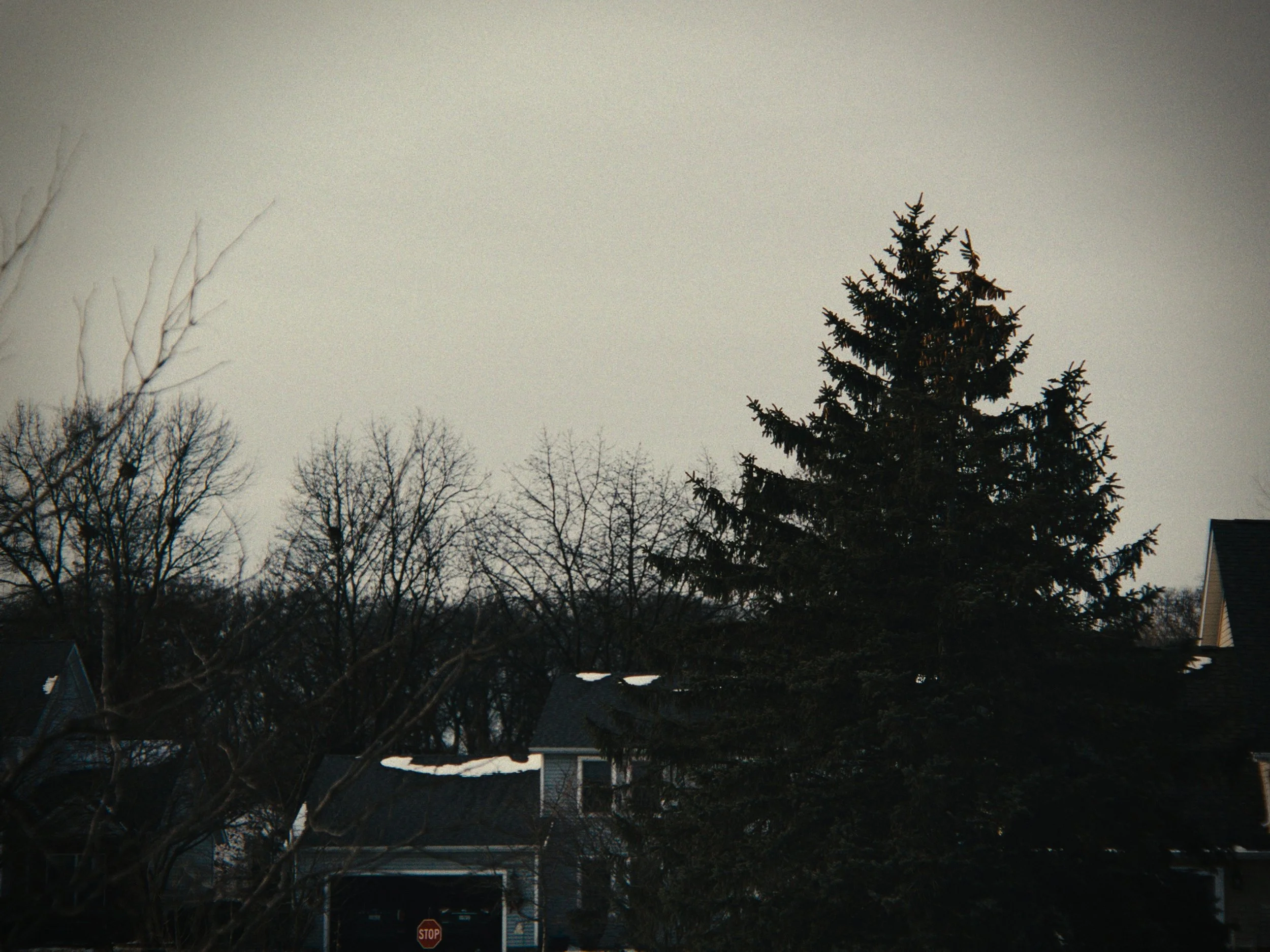 A suburban neighborhood scene with a large pine tree, leafless trees, and houses, under an overcast sky.