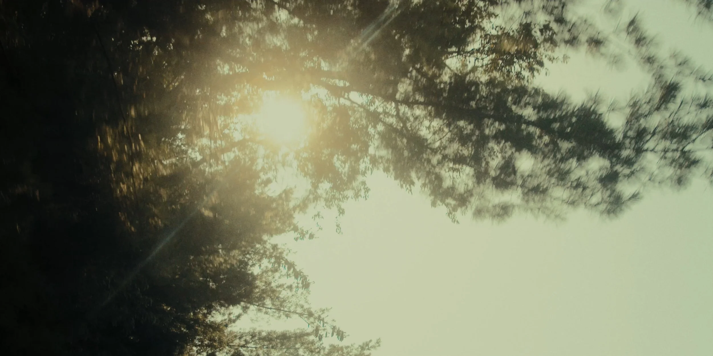 Sunlight shining through trees during daylight hours.