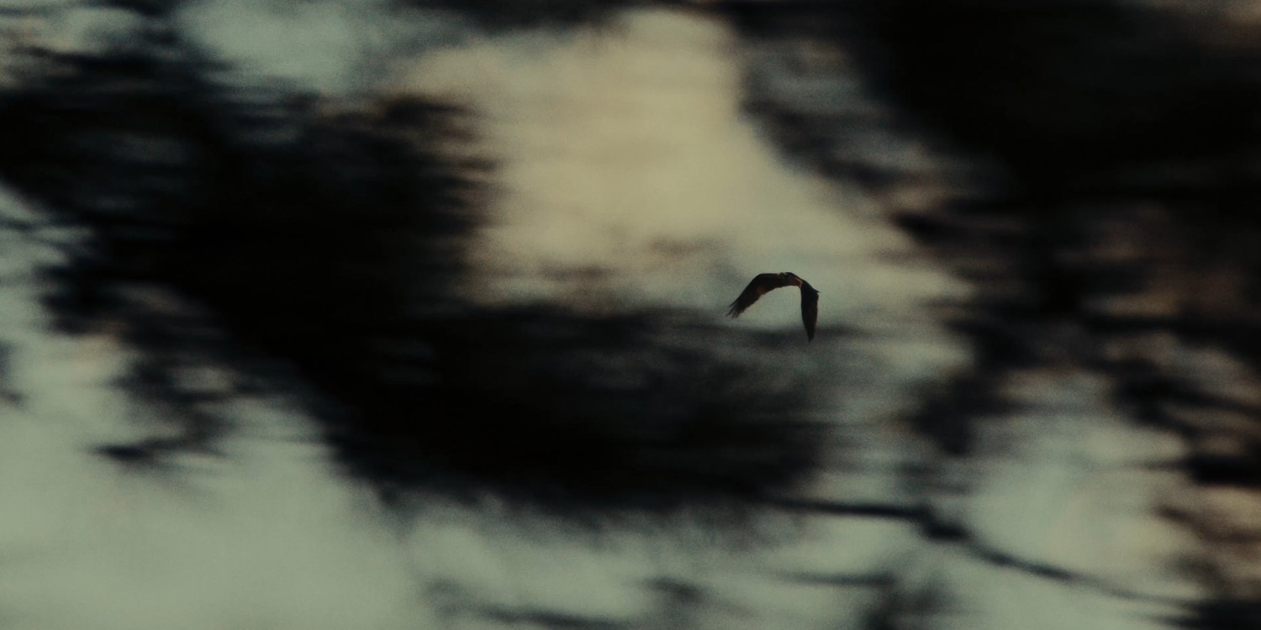 A bird flying over a dark ocean with moonlit sky in the background.