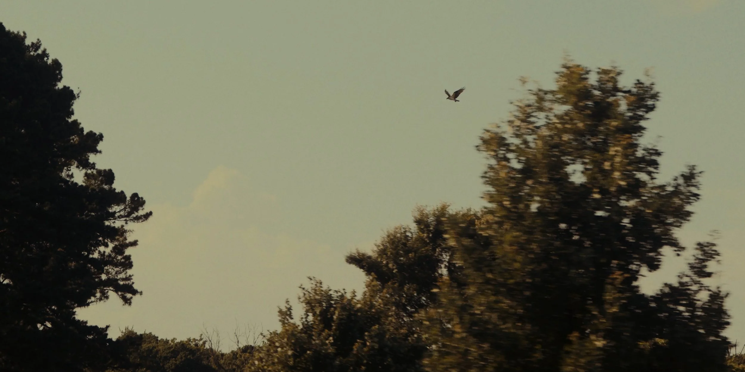 Sky with a flying bird above trees.