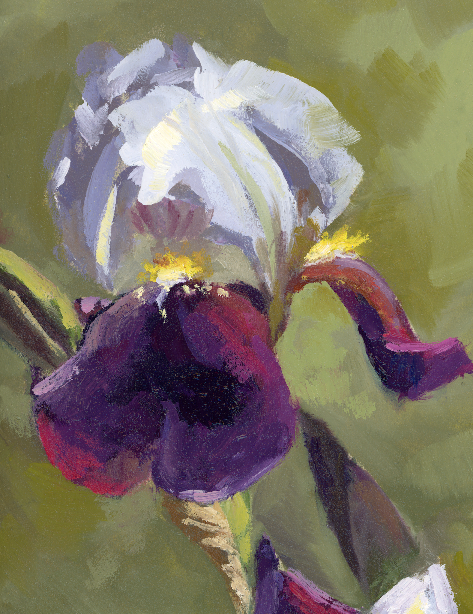 iris cropped-web resized edit.png