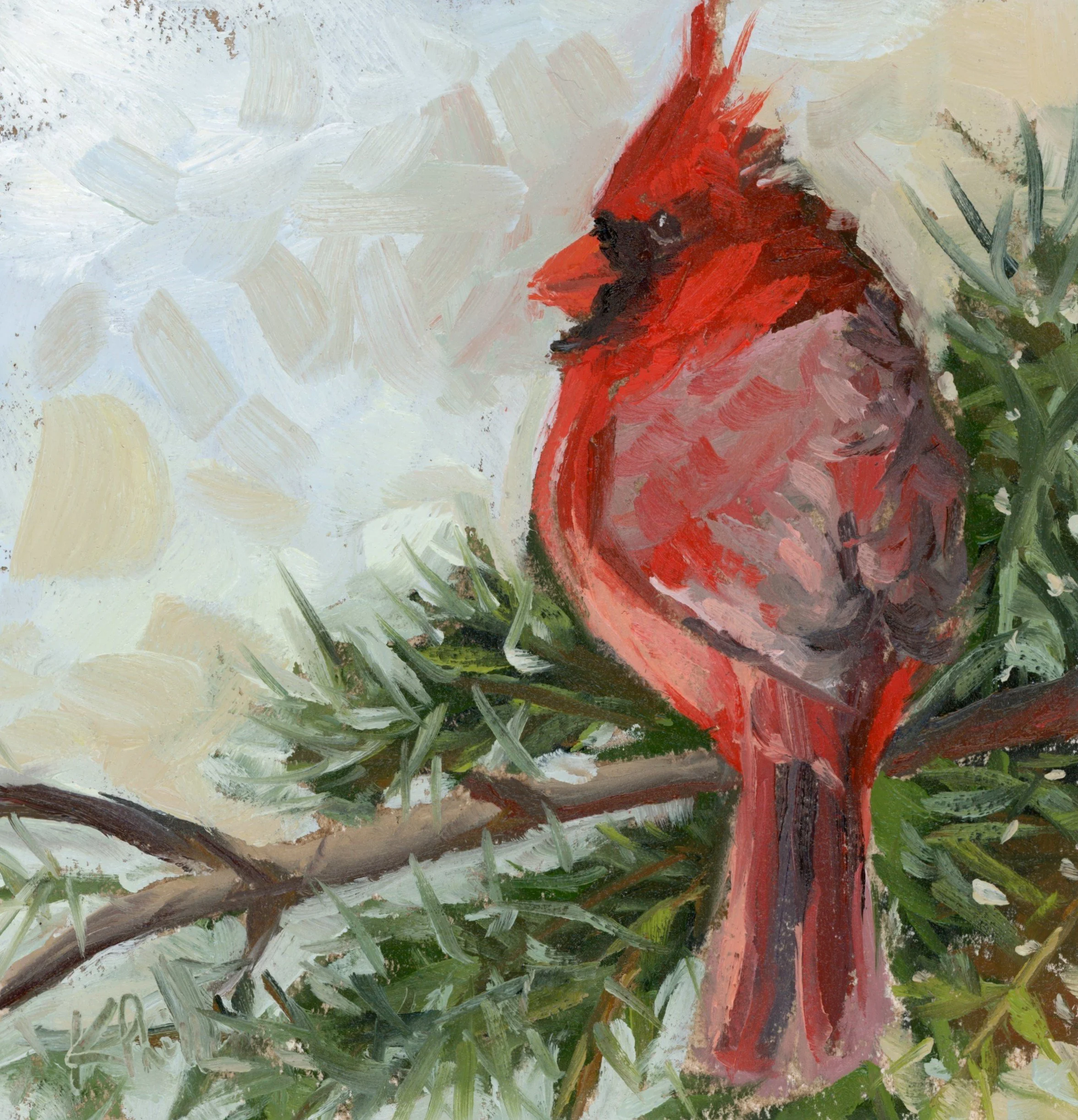 Cardinal on Branch-web.jpg