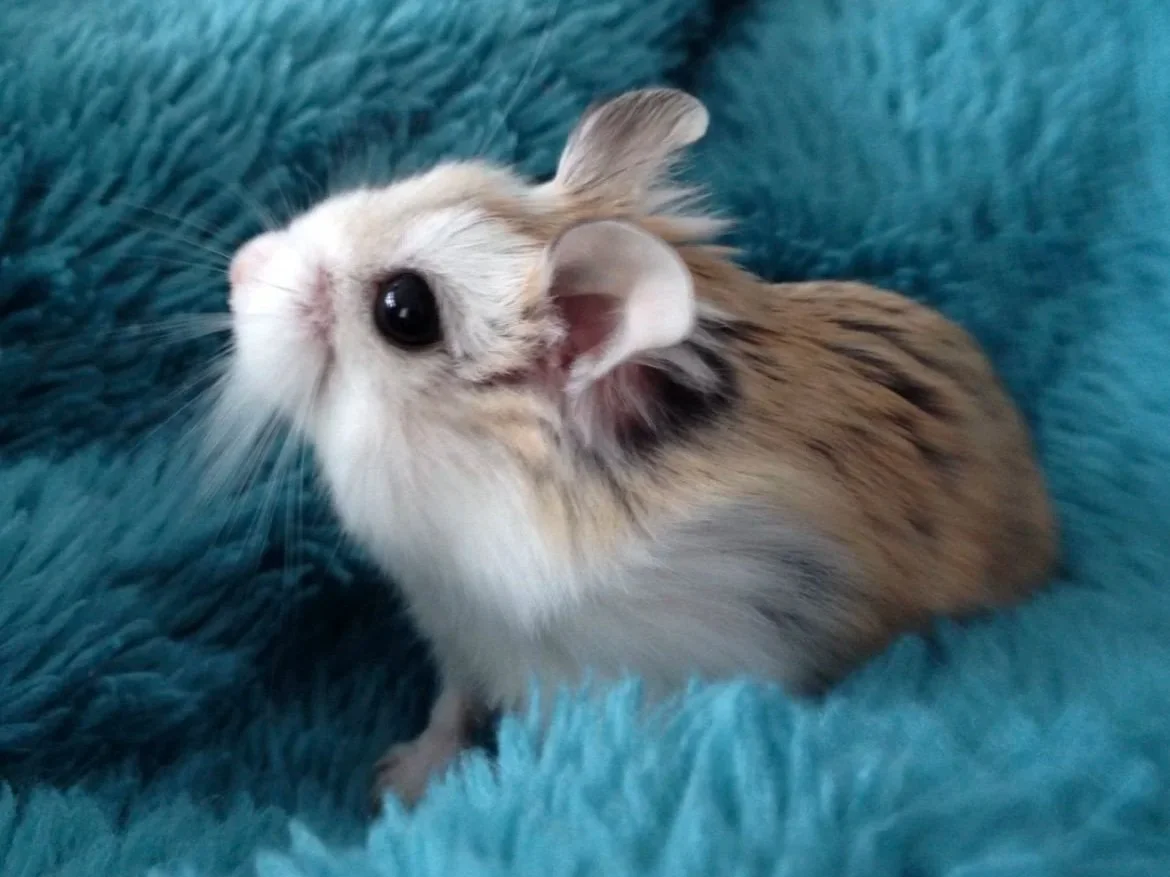 Hamster Wheels