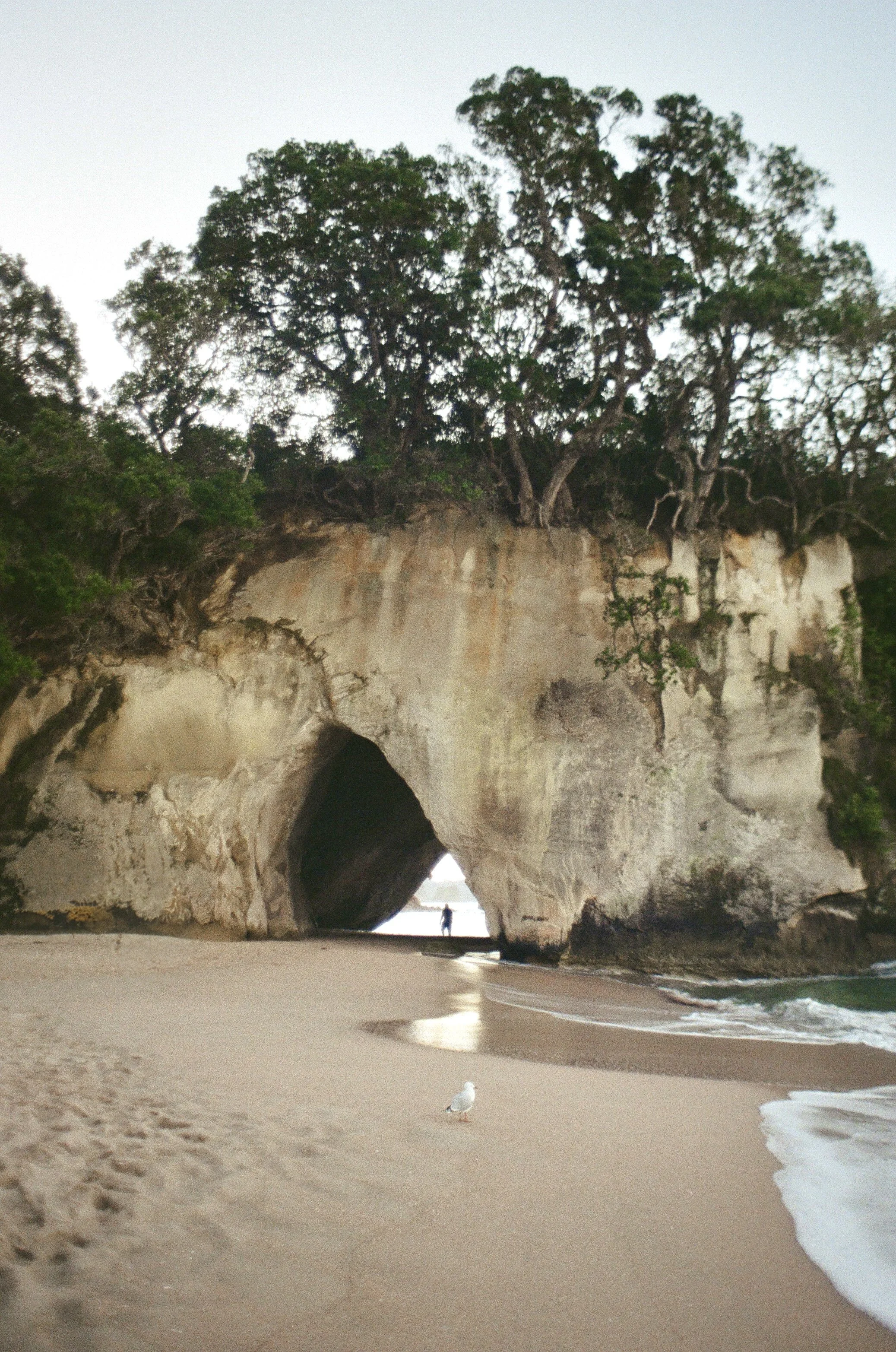 A sandy beach with a large rock formation featuring a natural archway, trees growing on top, and a person walking through the arch. A seagull stands on the sand near the water.
