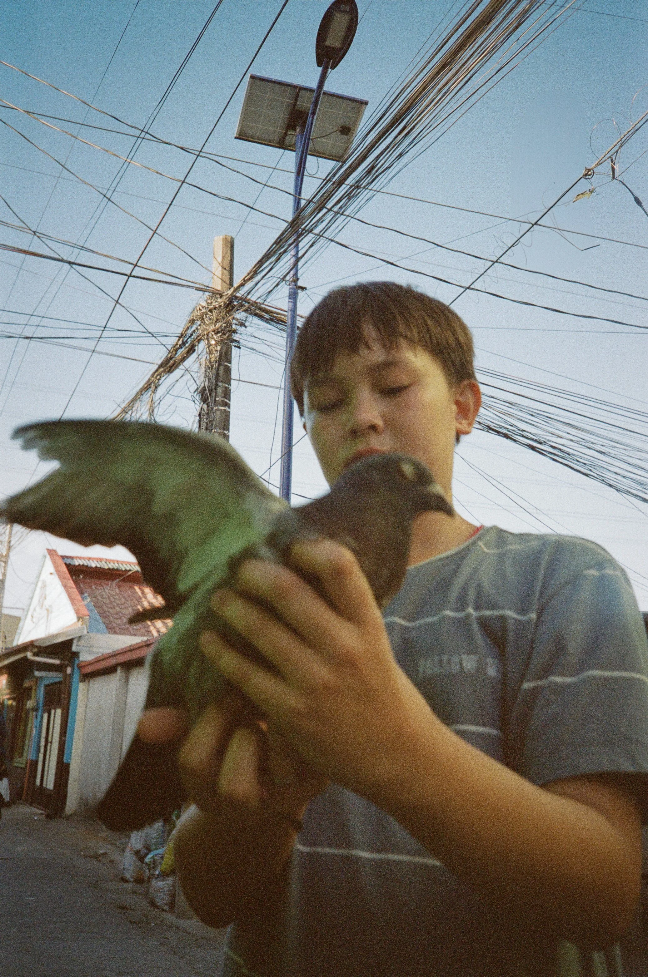 A young boy holding a bird, standing outdoors with electrical wires and poles overhead.