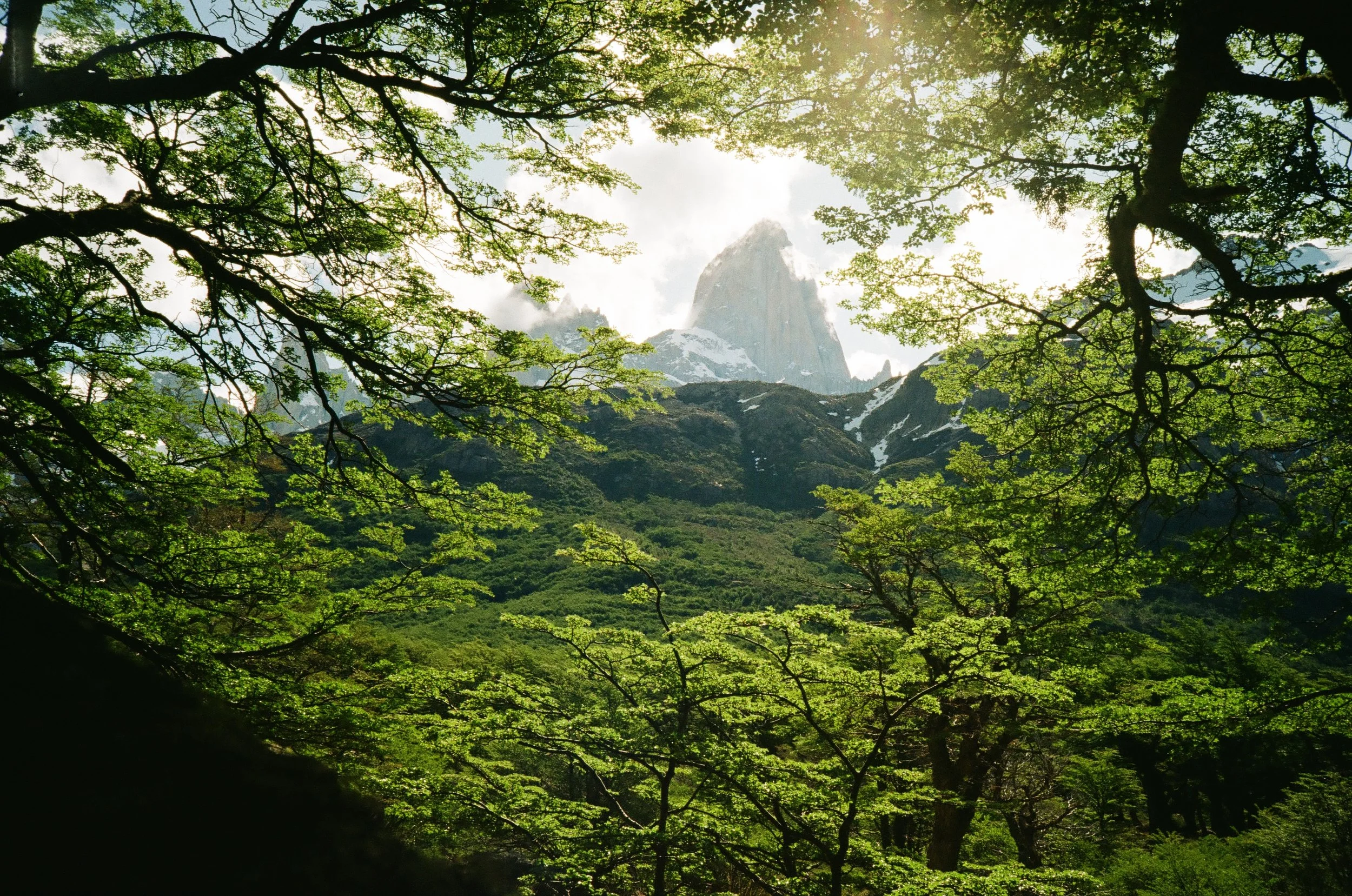 Lush green trees frame a mountain with snow patches in the background, sunlight filtering through the branches.