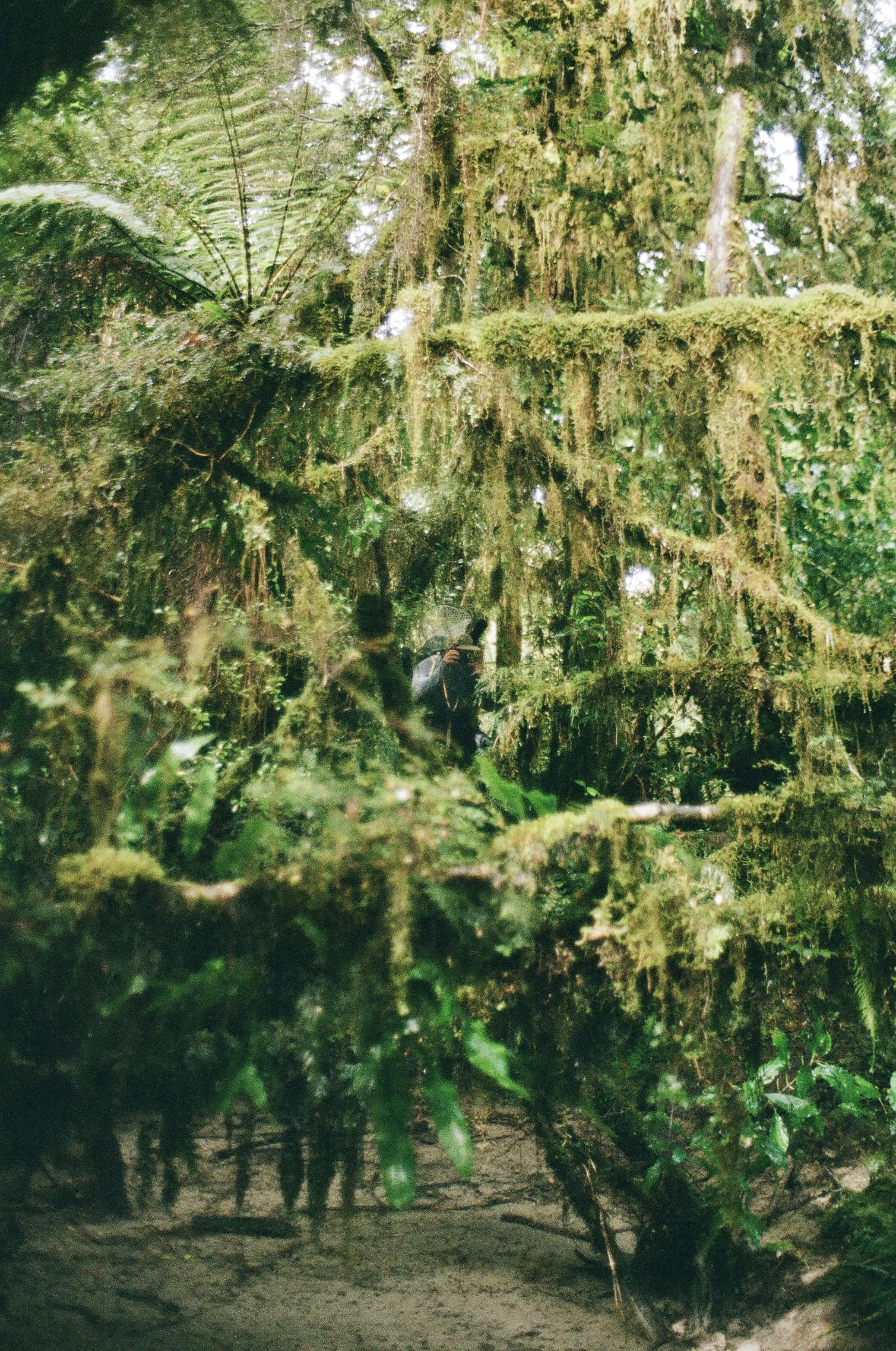 A photographer taking a photo through a dense, moss-covered forest with tall trees and lush green foliage.