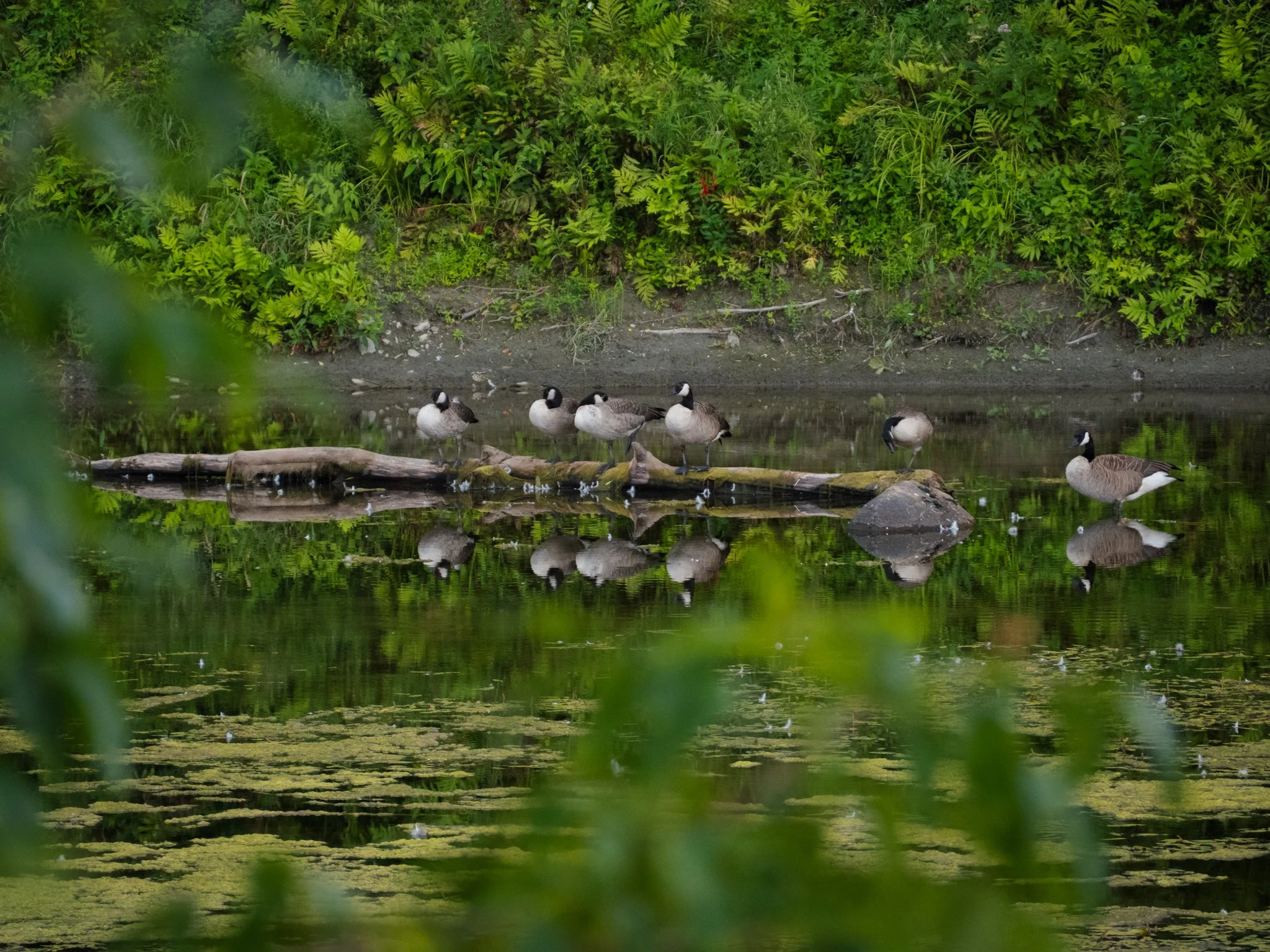 DC-G95D + OM 40-150mm @ 150mm f/5.6 1/320sec ISO-1600