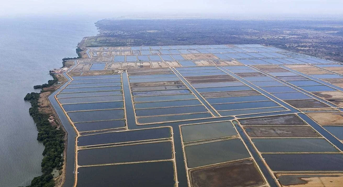 Shrimp aquaculture: Venezuela’s biggest non-oil opportunity?