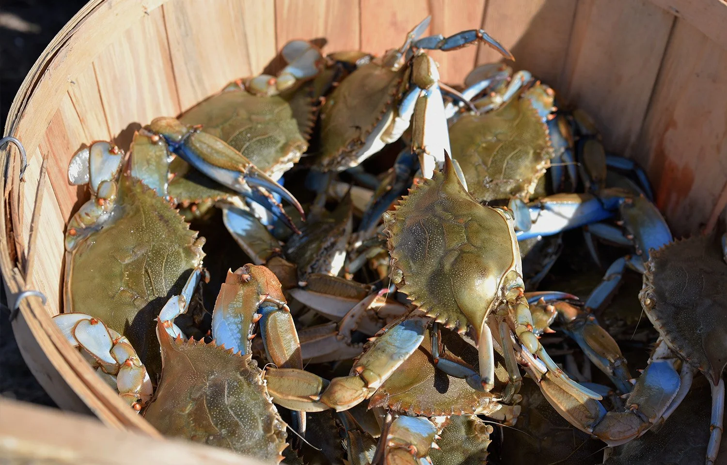 Blue Crab: A key opportunity in the U.S.-Venezuela agro-food trade