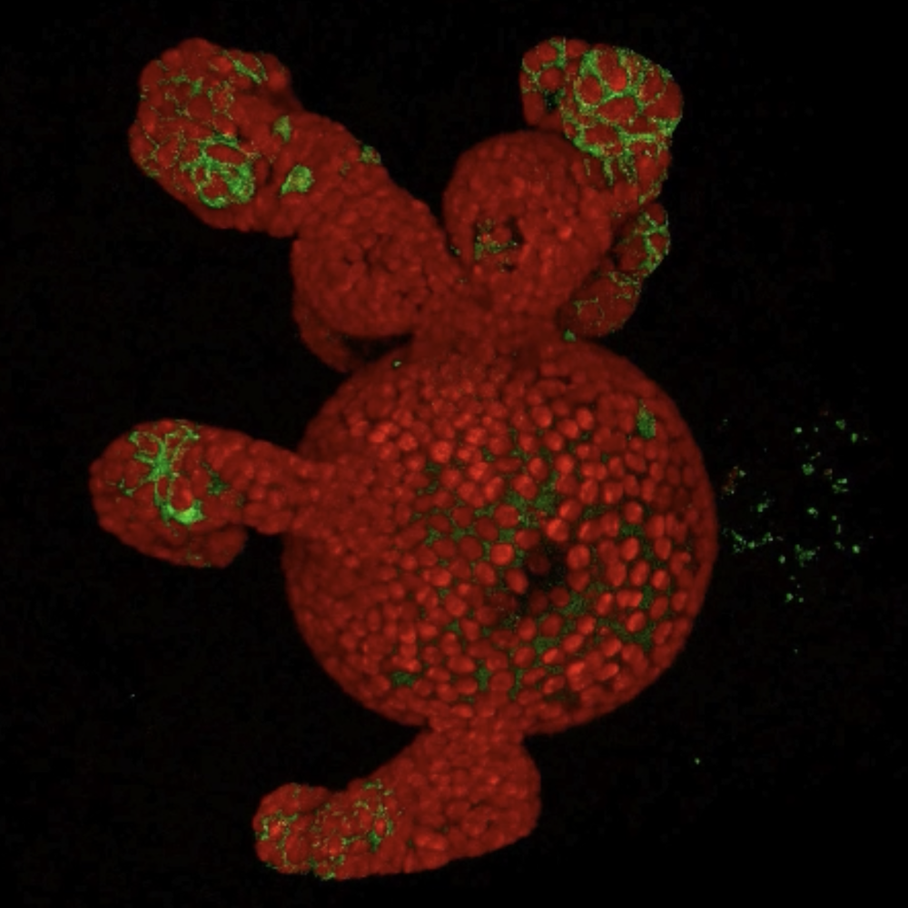 Intestinal organoid labeled with H2B-RFP and Lgr5-GFP (Naren Tallapragada, 2017) 