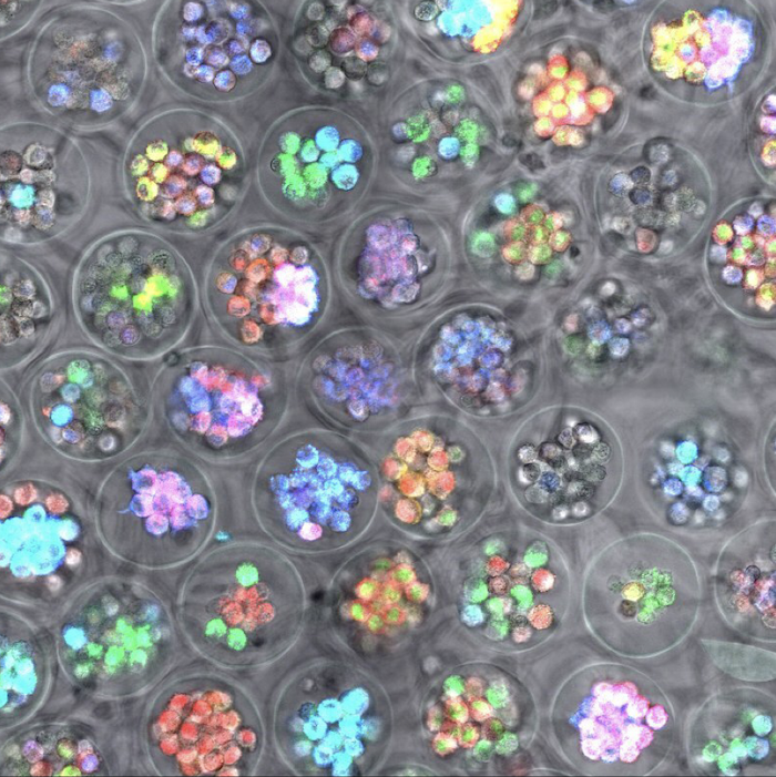 CAGEs containing an optically-barcoded library for massively-multiplexed cell-cell interaction analysis (Sean McGeary, 2025) (Copy)