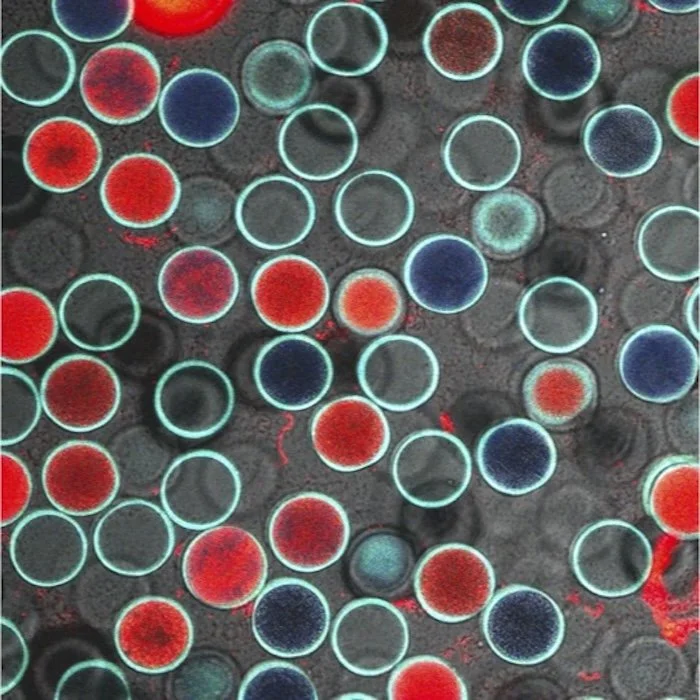 CAGEs containing microbial co-cultures (James Taggart, 2025) (Copy)