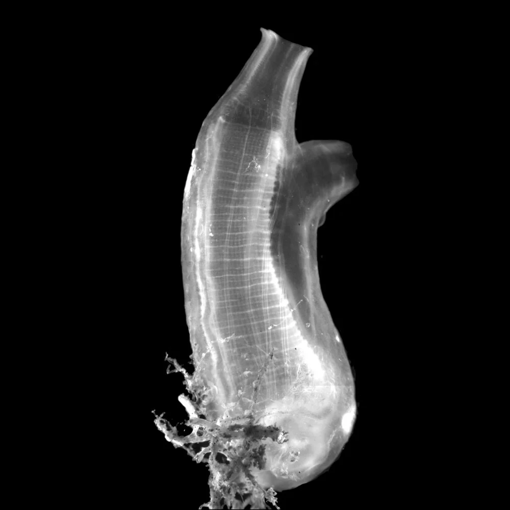 The tunicate, <em>Ciona robusta</em>, with dark-field imaging on a Leica dissection microscope (Copy)