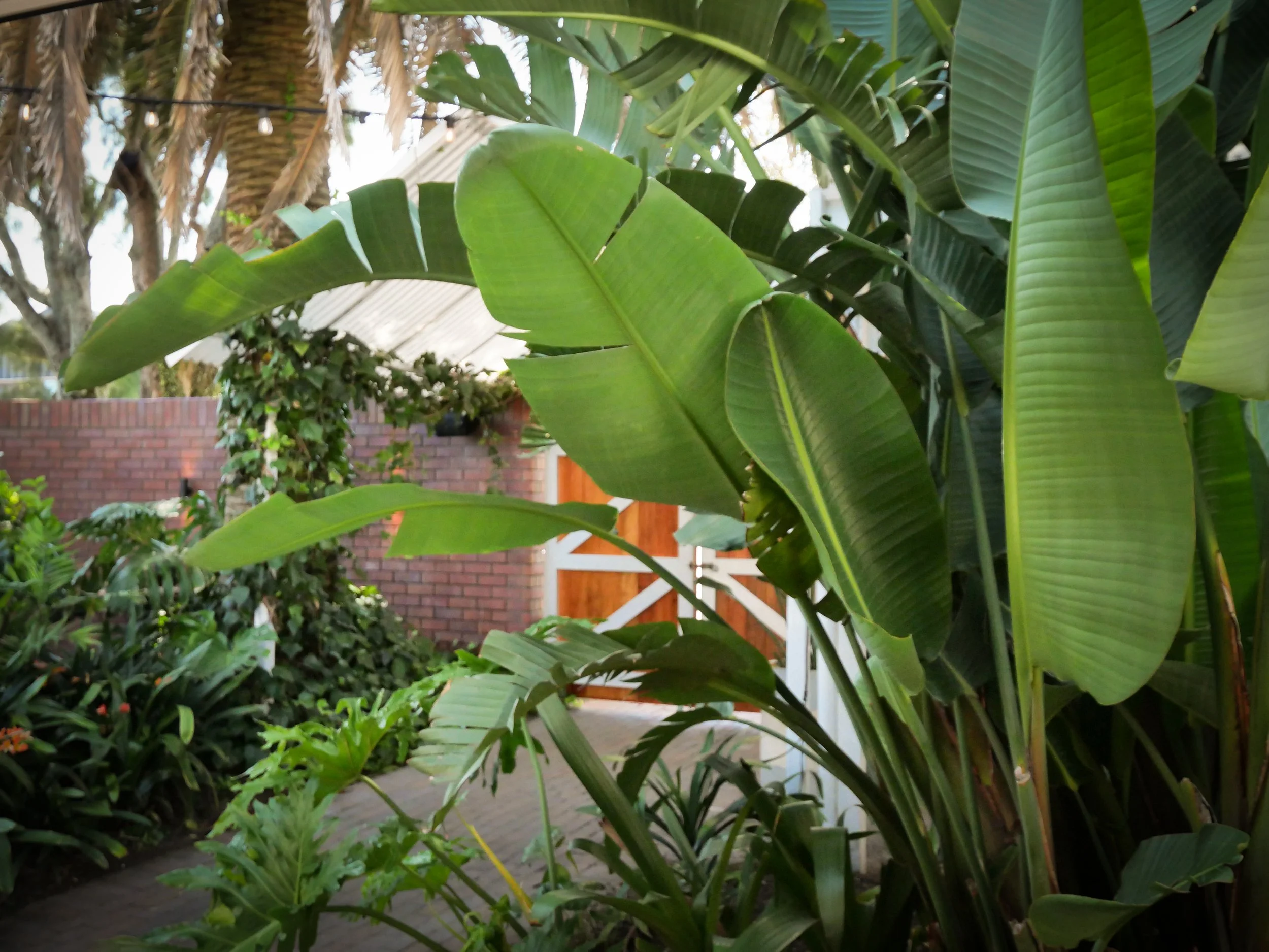 Large Strelitzia leaves in a tropical garden courtyard with a curved brick wall. 