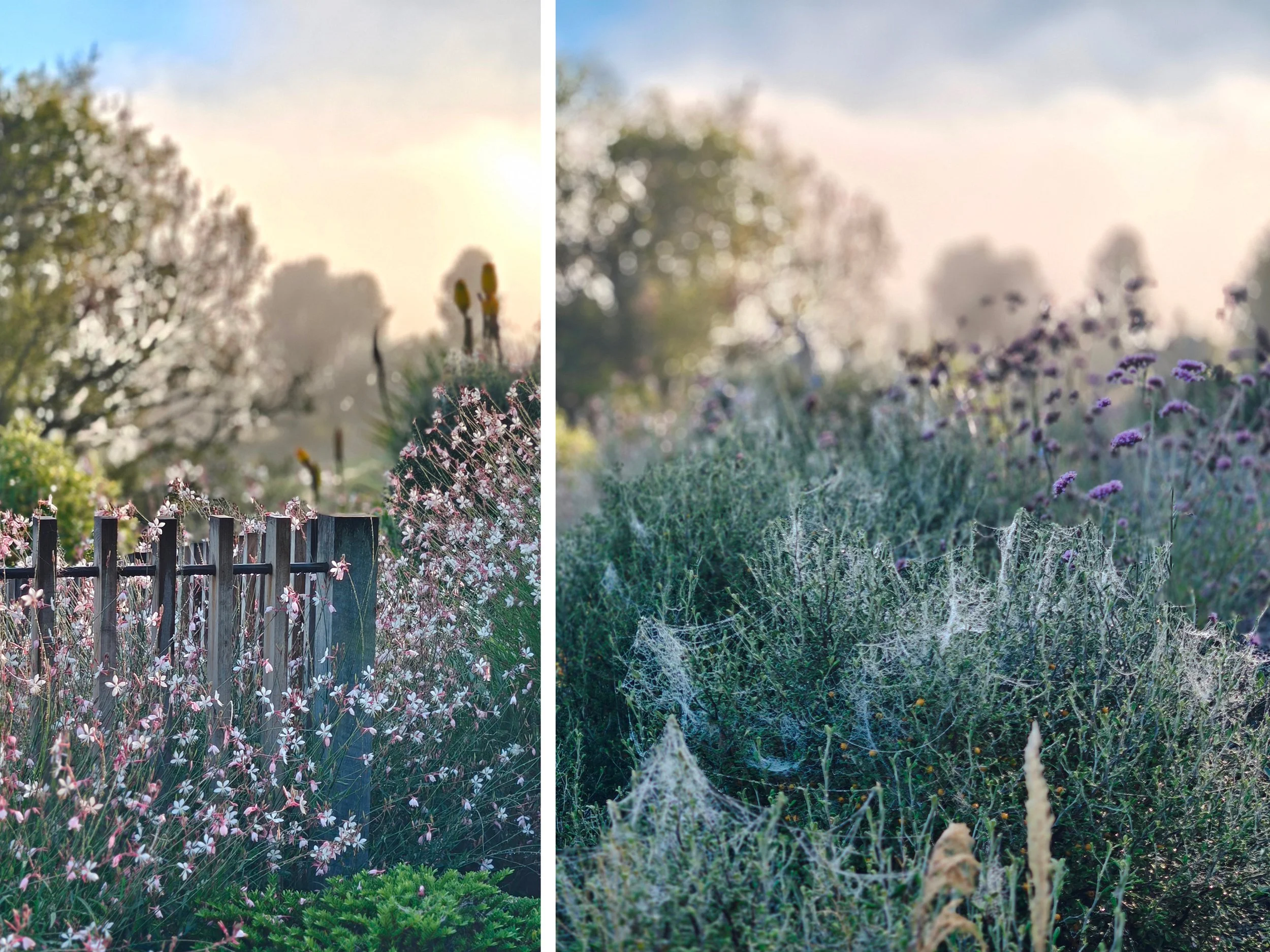 A misty morning scene of delicate perennial and NZ native planting set above the Waikato basin .