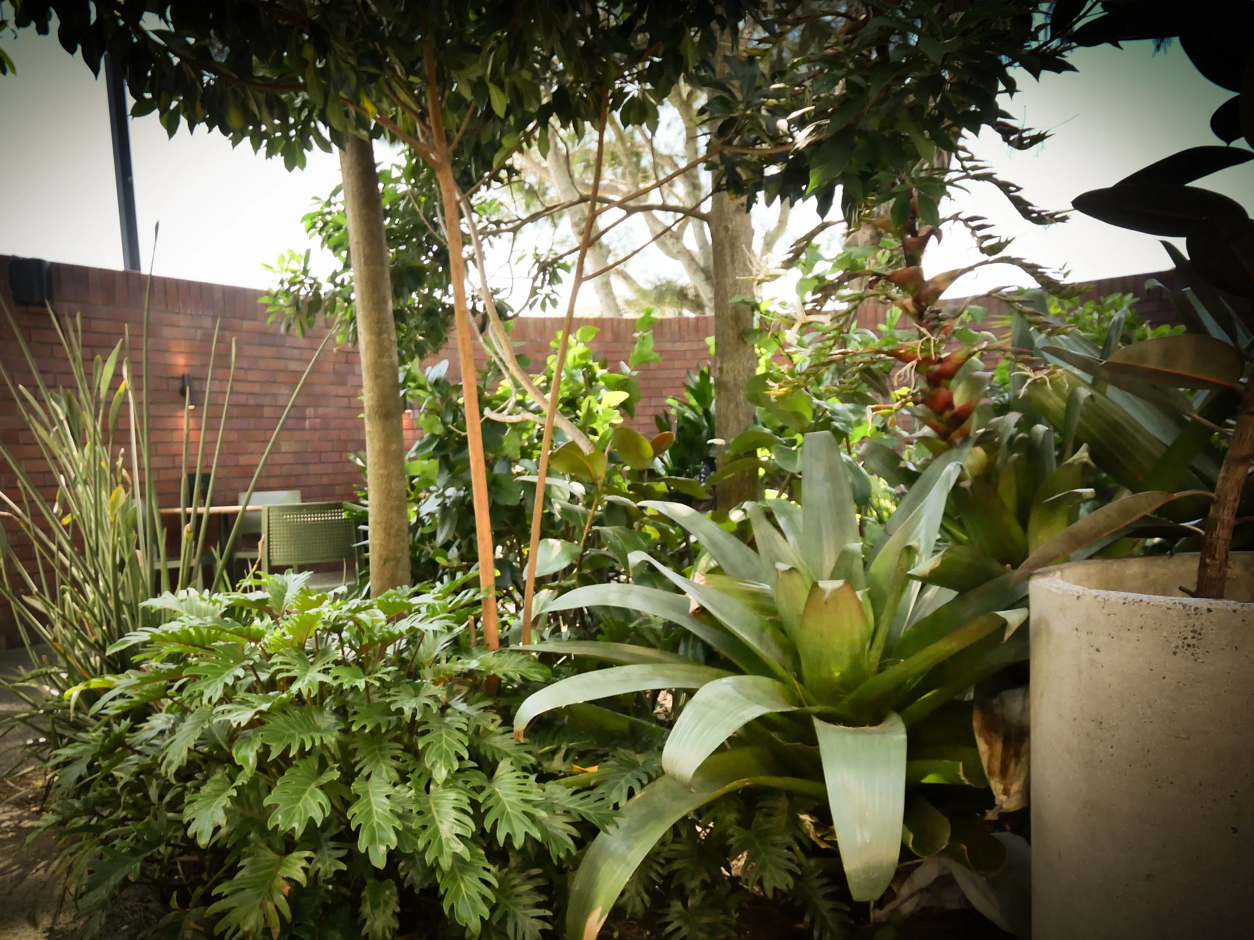 Tropical lush green garden design for 'Lantern' restaurant based in  in Papamoa, NZ, plant-filled courtyard with seated areas framed by large tropical Trees and plants including NZ Natives.