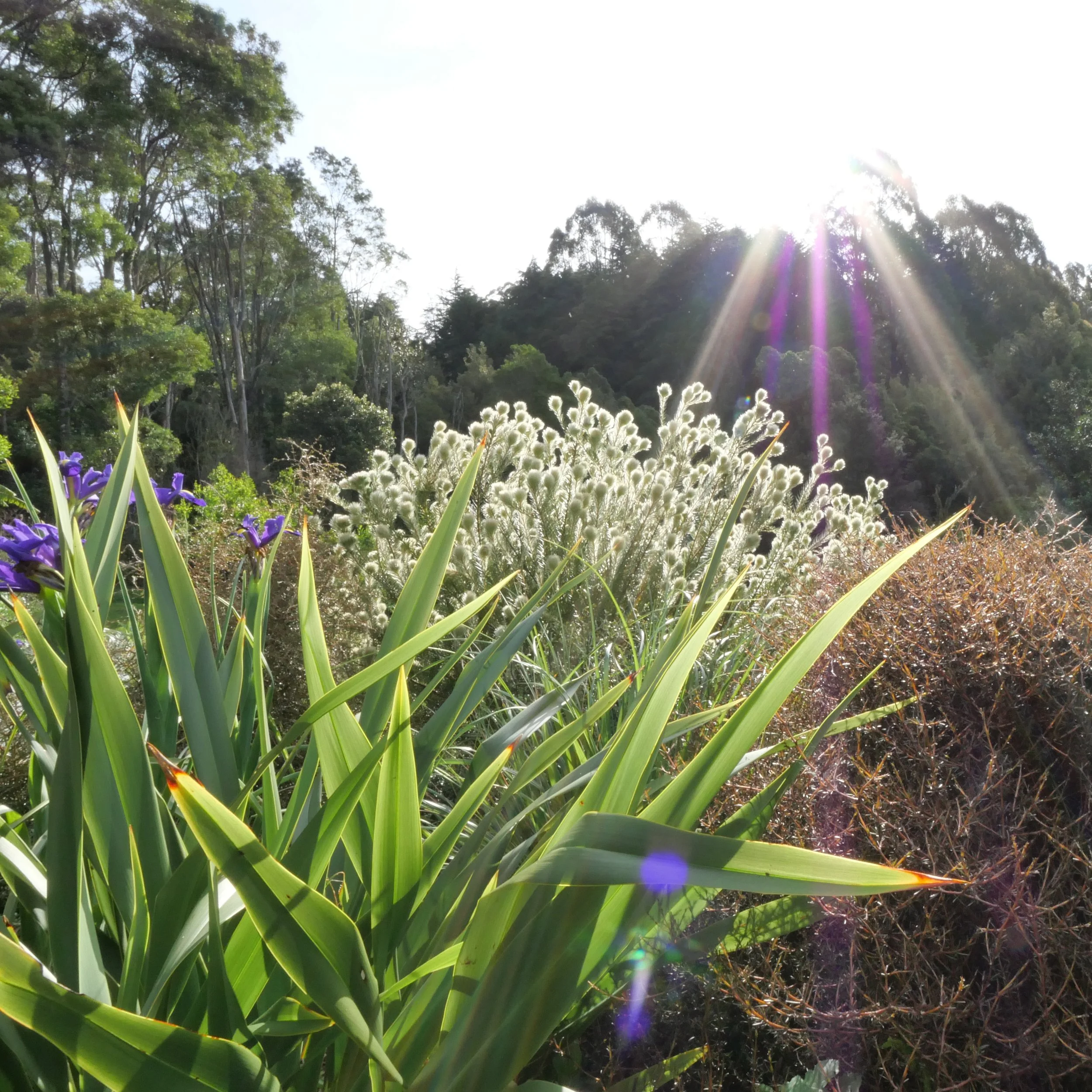 Sunny slope garden in the low afternoon sun featuring NZ native flax and coprosma planted with Phylica pubesens and purple iris.