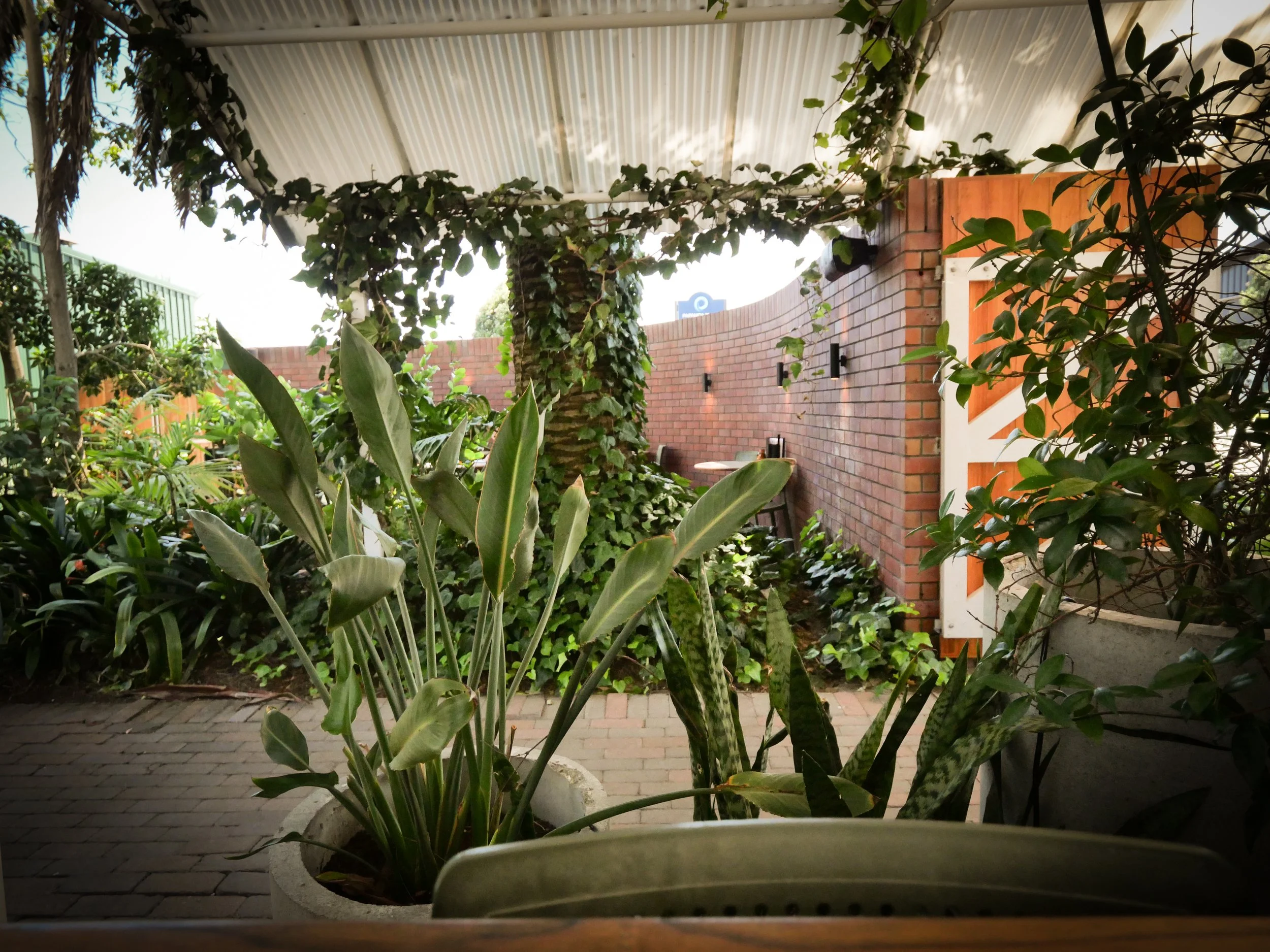Tropical lush green courtyard garden design for 'Lantern' restaurant based in  in Papamoa, NZ, plant-filled courtyard with seated areas framed by large tropical Trees and plants including NZ Natives.