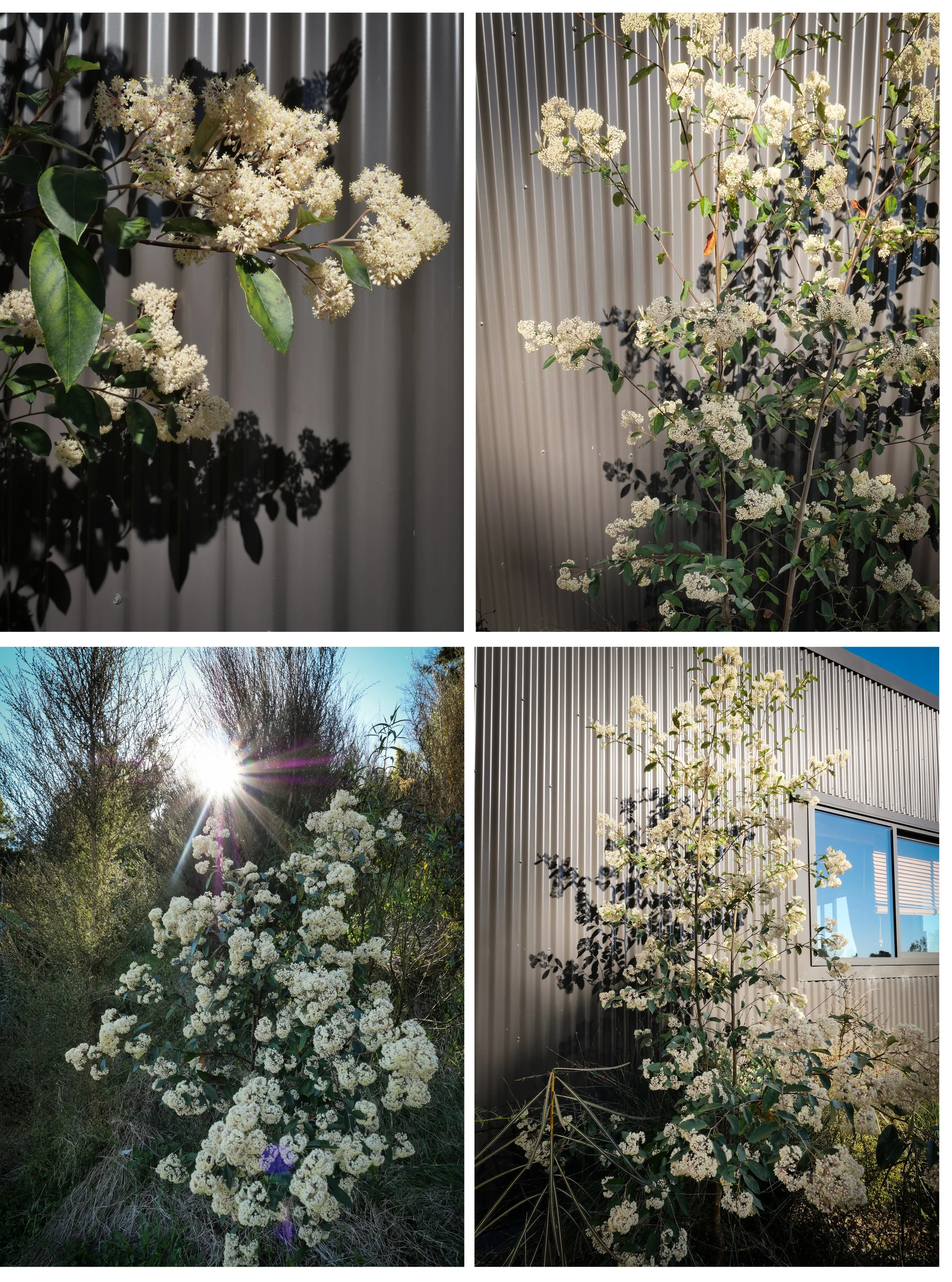 Kumerahou hamiltonii, pale flowered kumerahou in contemporary garden in Pirongia, Nz native plants that are endangered