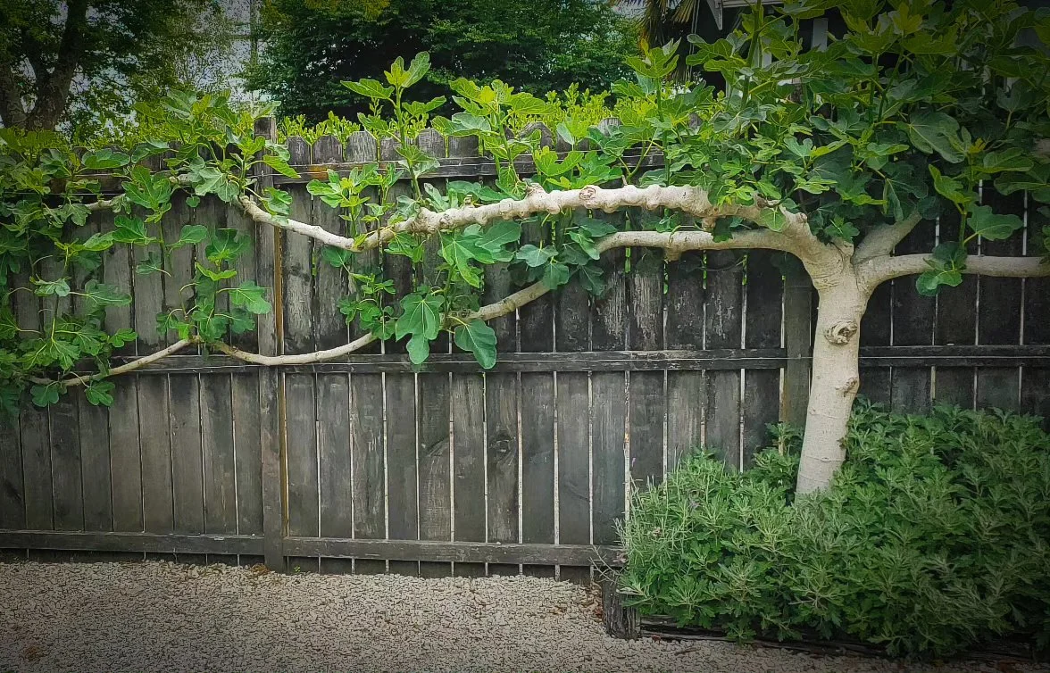 A espaliered fig tree  small tree growing against a weathered wooden fence in Hamilton, NZ.