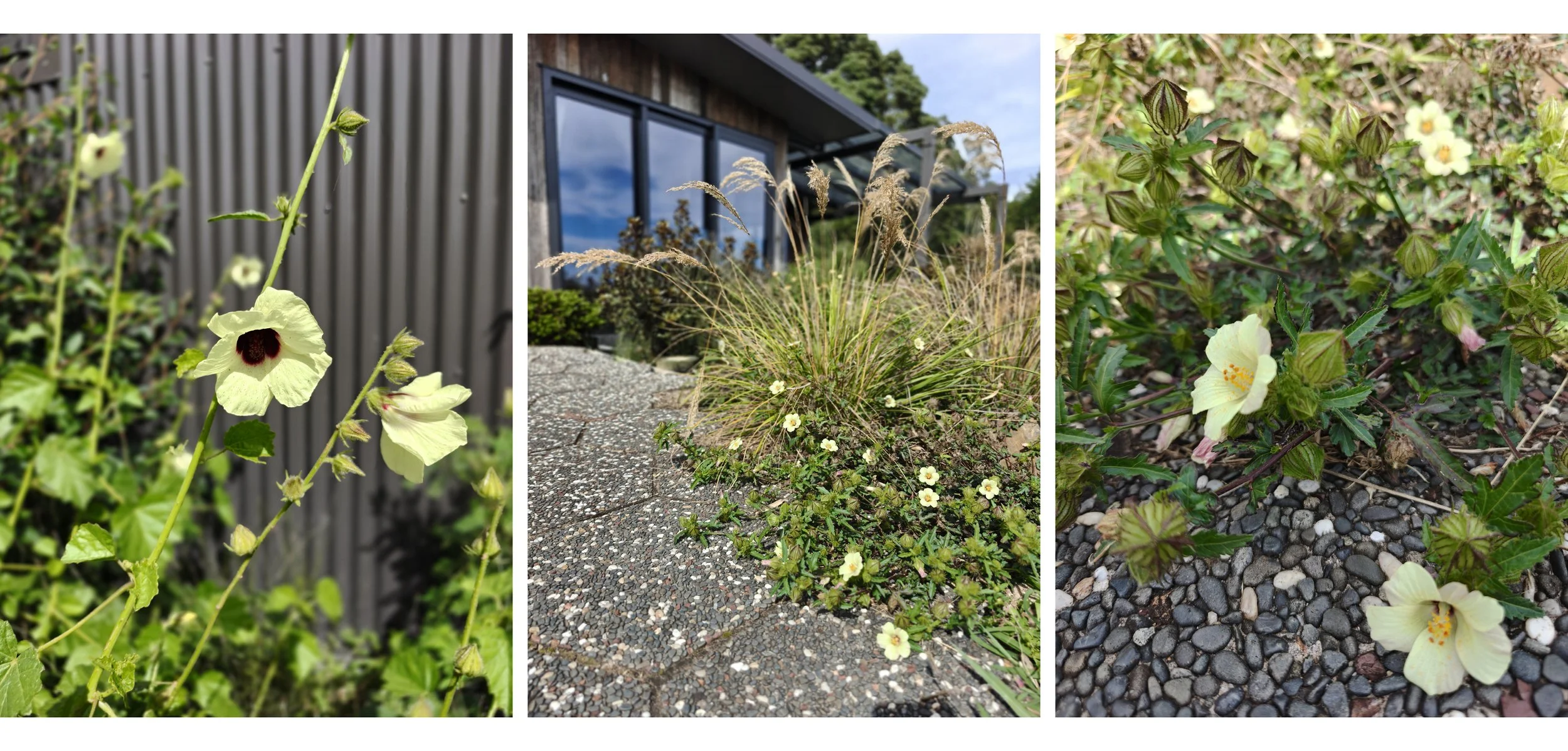 Three images of NZ Native hibiscus set against a dark architectural house and recycled pavers.