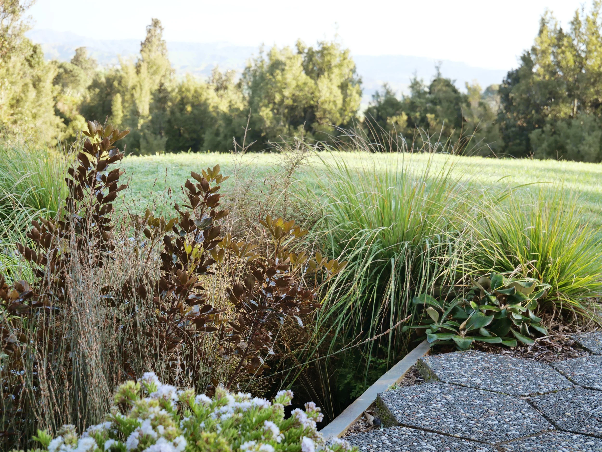 A landscaped garden with NZ native plants showing a paving area made from recycled aggregate pavers in the Waikato, NZ.
