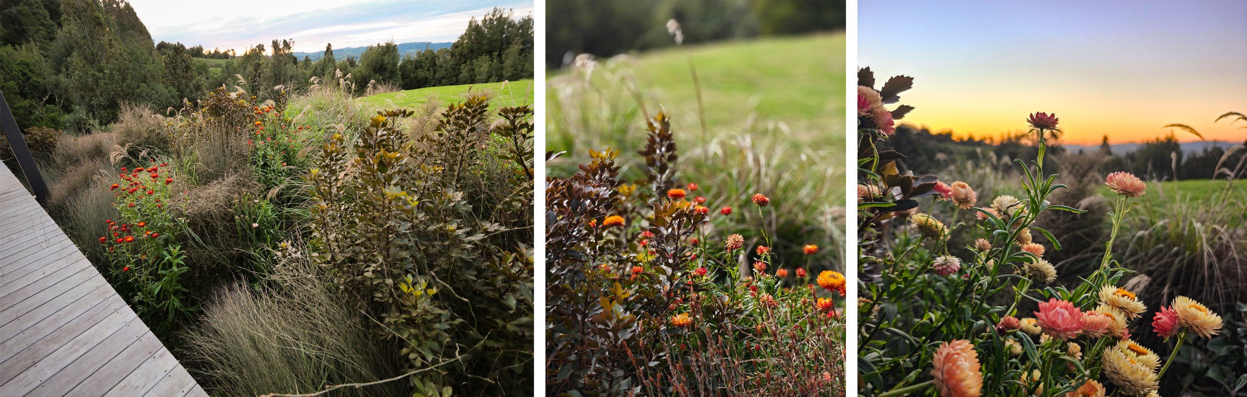 A hot NZ native garden with some exotic paper daisy perennials showing how to combine plants to create interesting planting combinations, Pirongia New Zealand