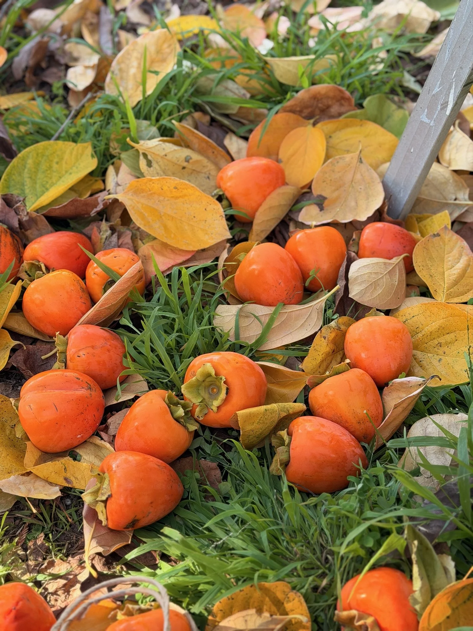 persimmons on ground.jpg