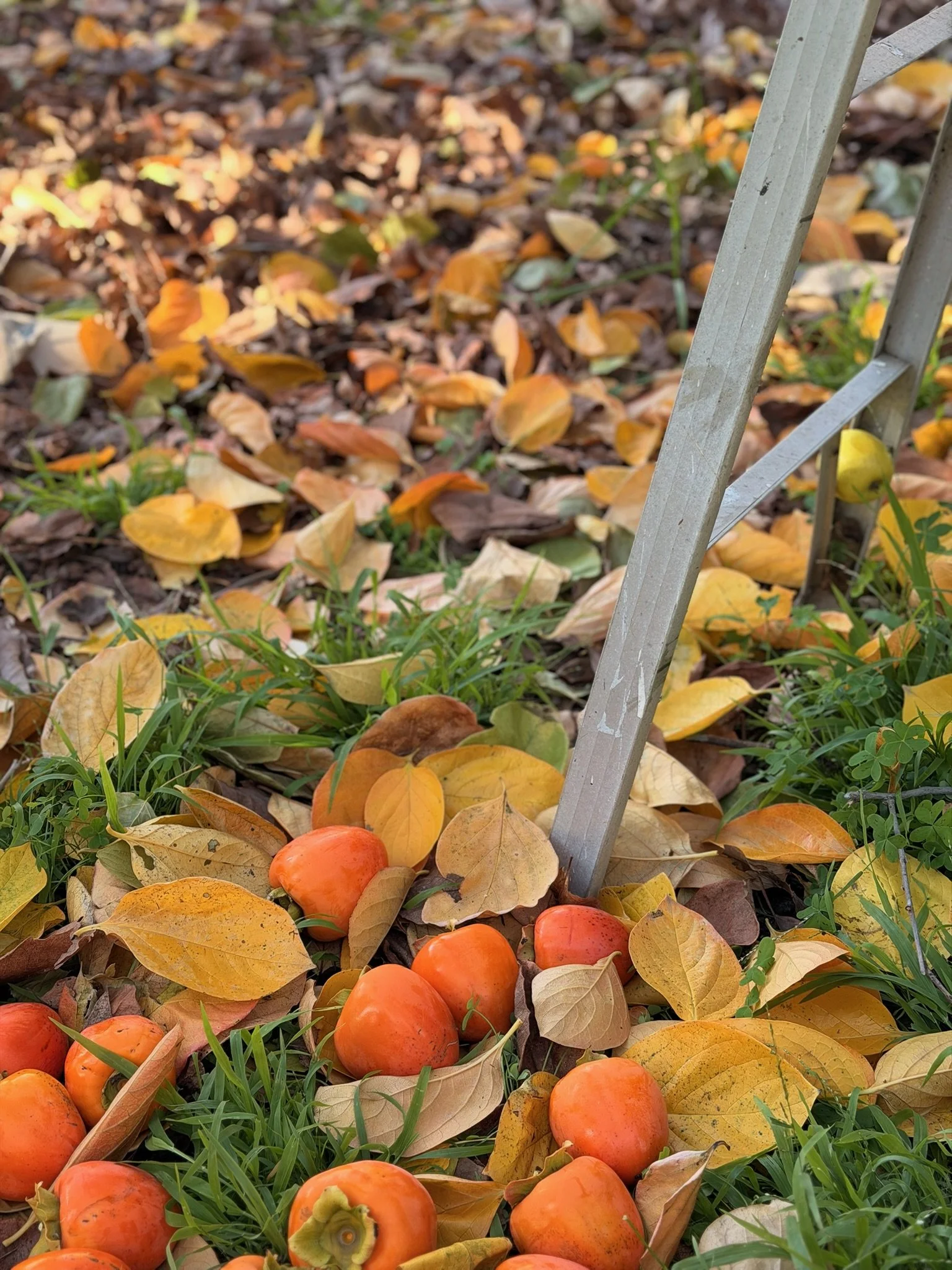 persimmons on ground.jpg