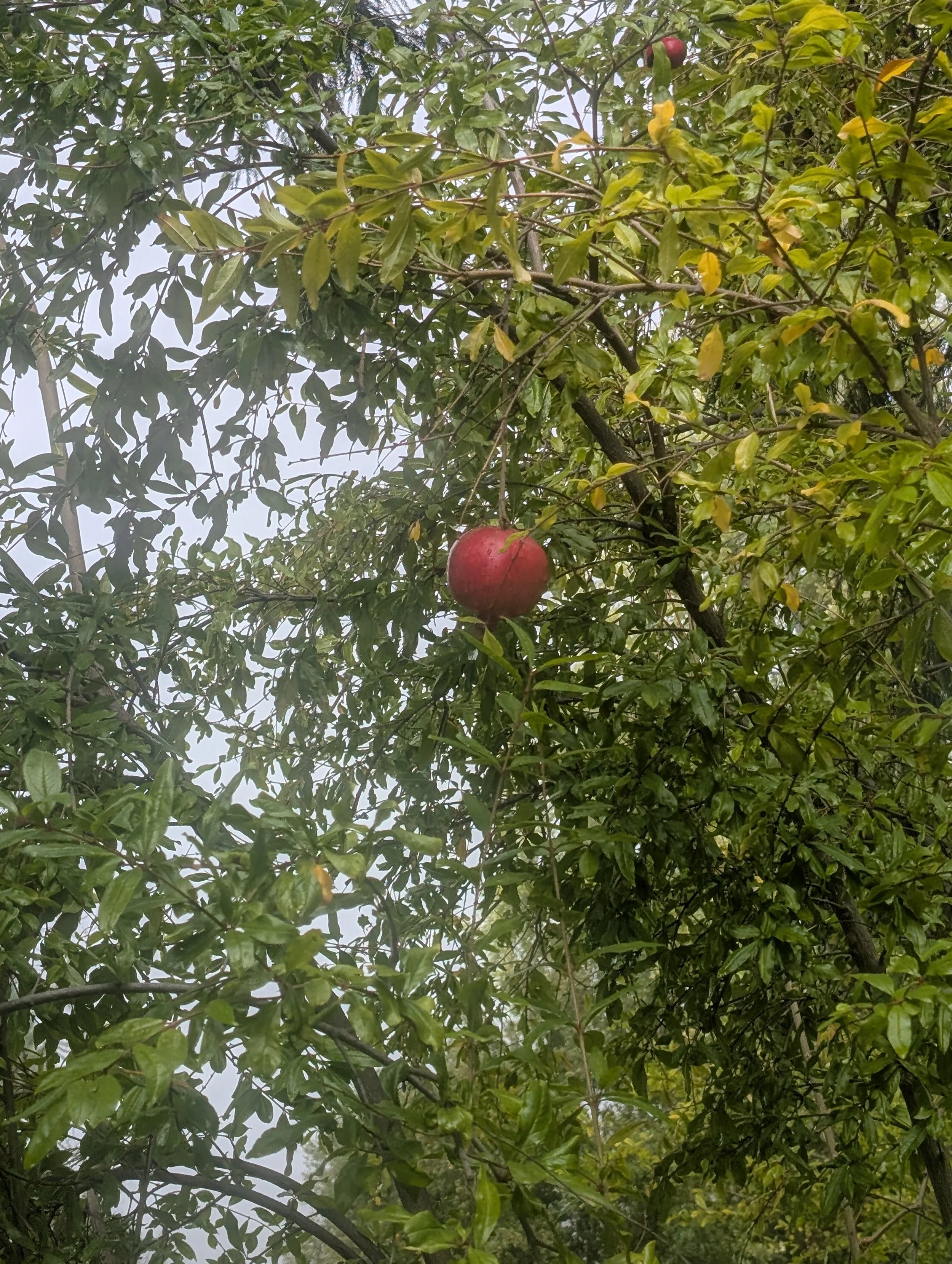 big sur pomegranate new.jpg