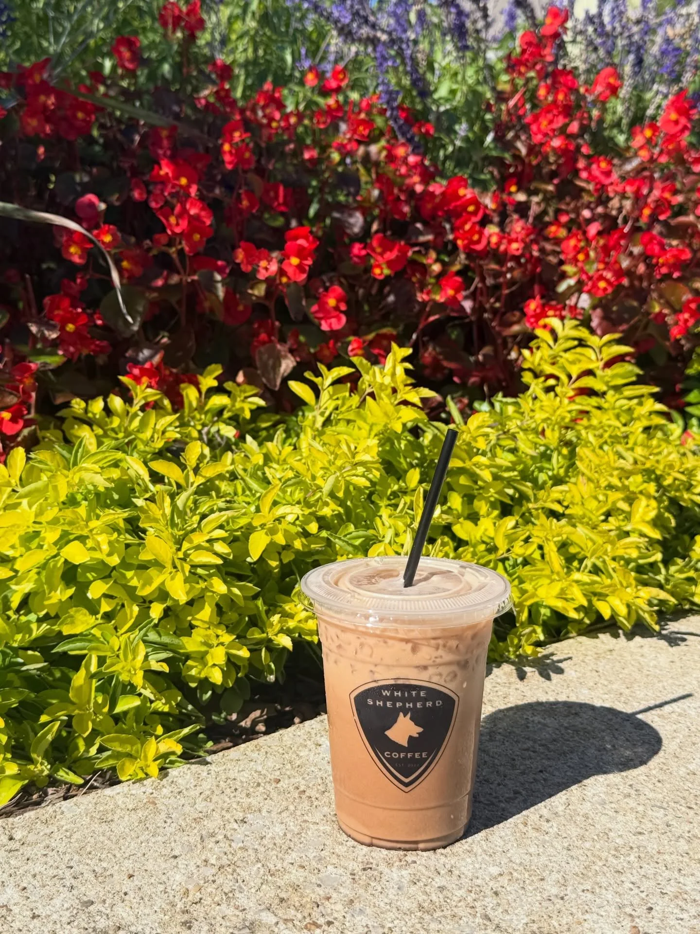 Hello Spring🌸
A little sunshine and a lot of iced coffee☀️🧊☕

#whiteshepherdcoffee #springhassprung #icedcoffeeaddict #coffeelover #caffeineandsunshine