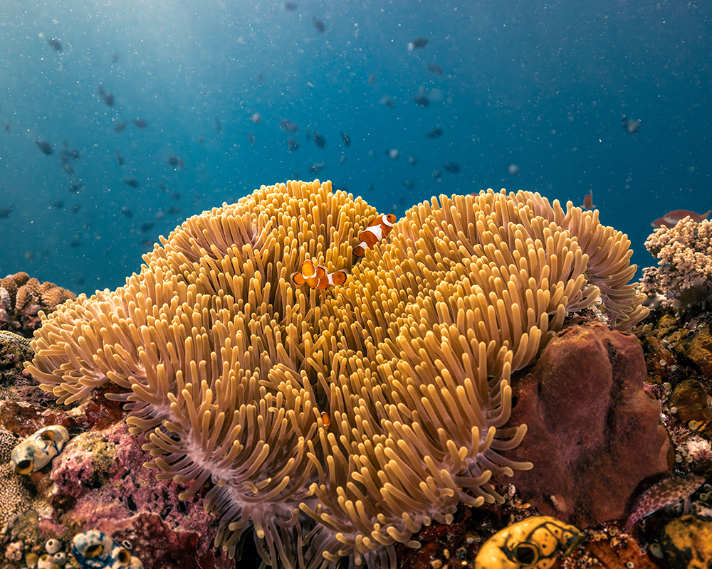 clownfish