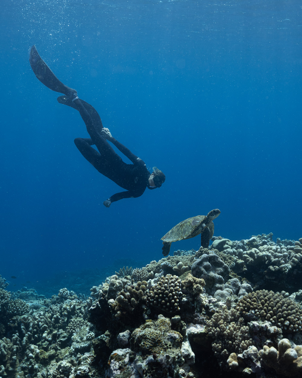 Guide Swimming with sea turtle