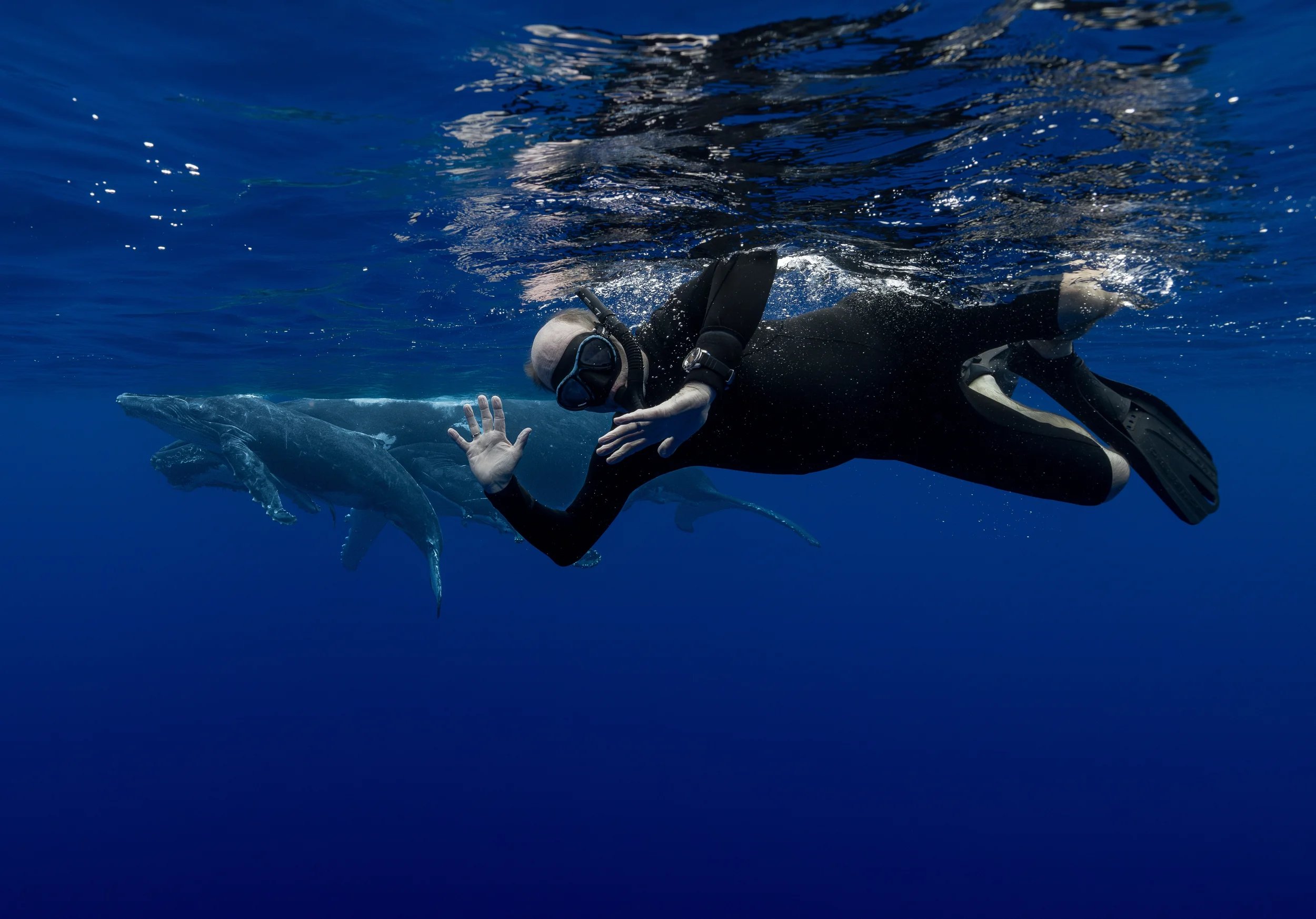 Man  Swimming with Humpback Whale