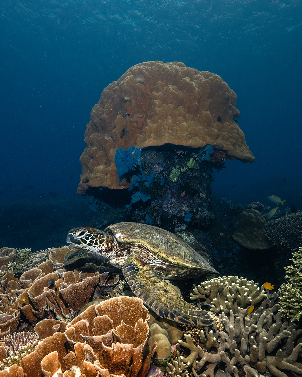 turtle resting on coral