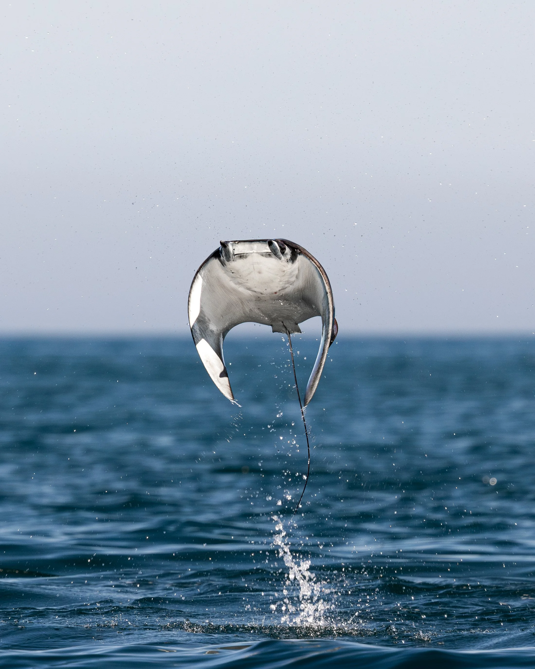 Flying Mobula Ray