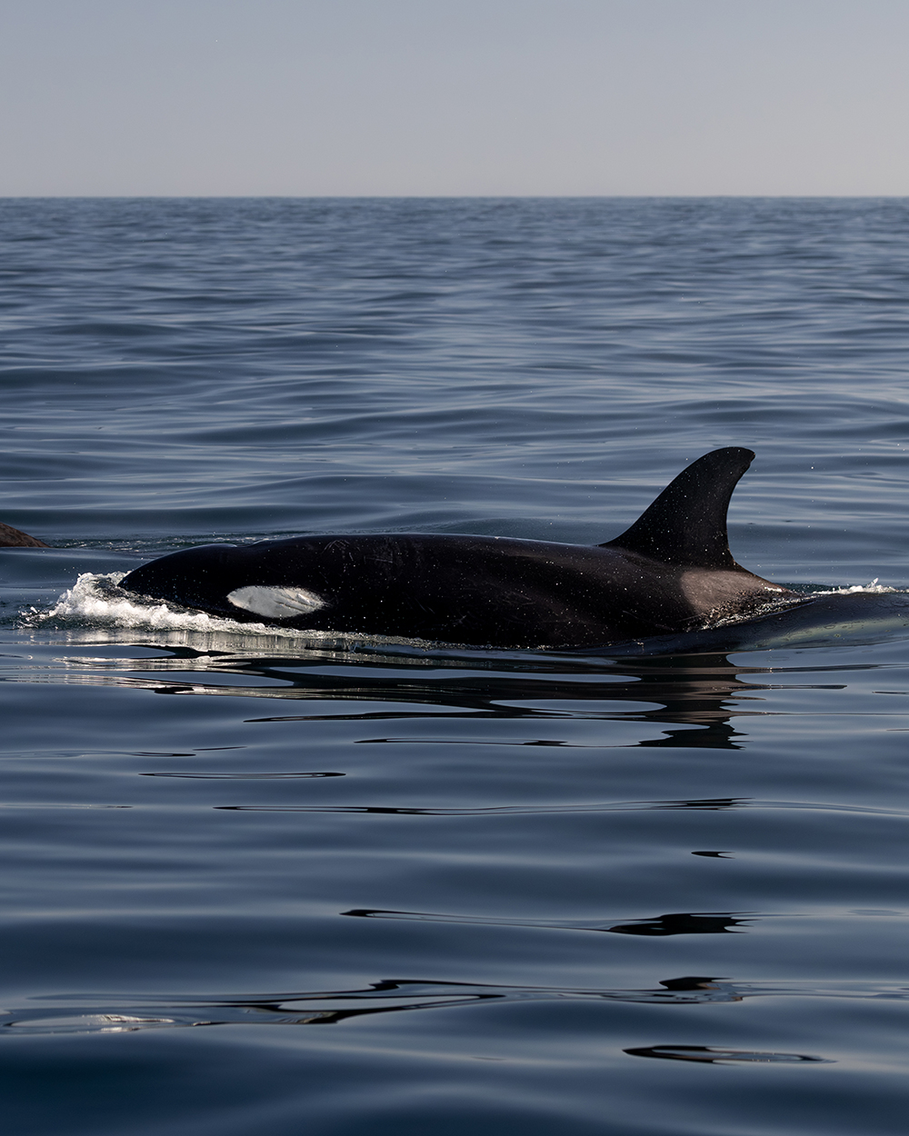 Orca Whale in Glassy water