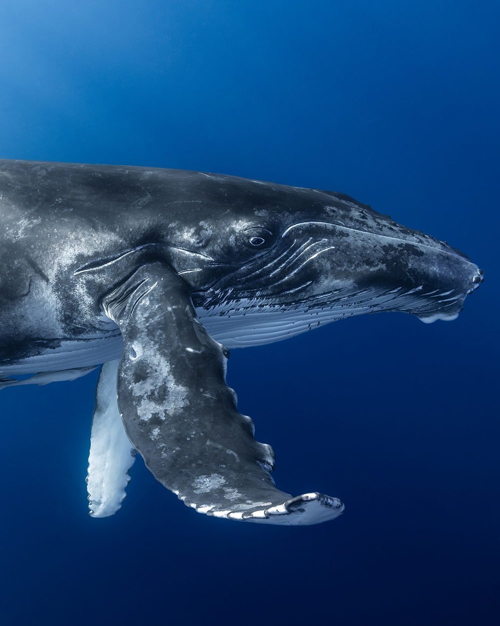Eye contact with Baby Humpback Whale 