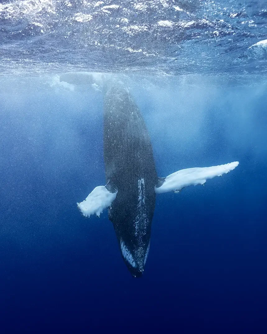 Playful humpback whale