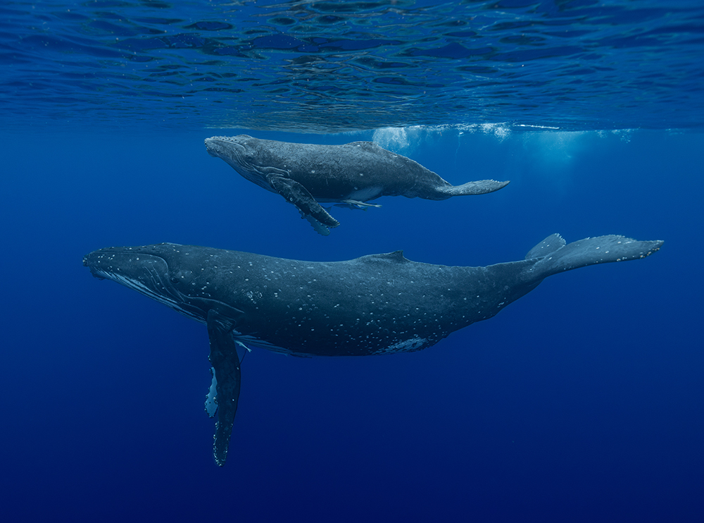 Whales swimming 