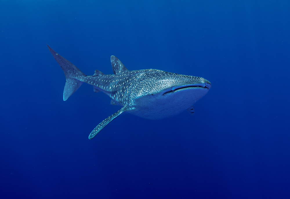 Whale shark turning towards camera