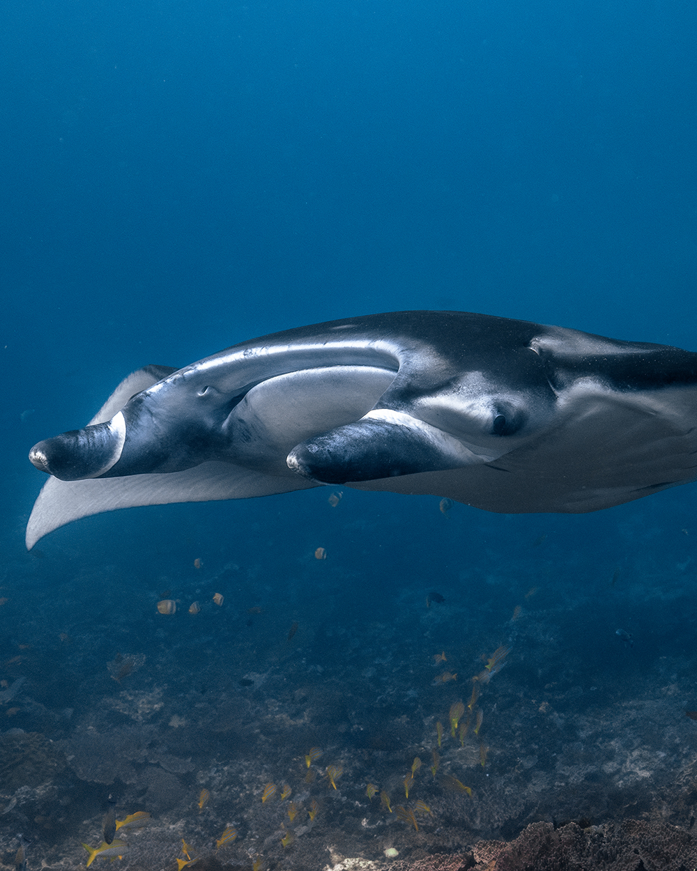 manta ray face