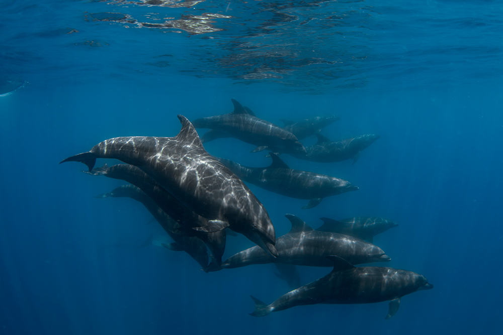 Bottlenose Dolphins