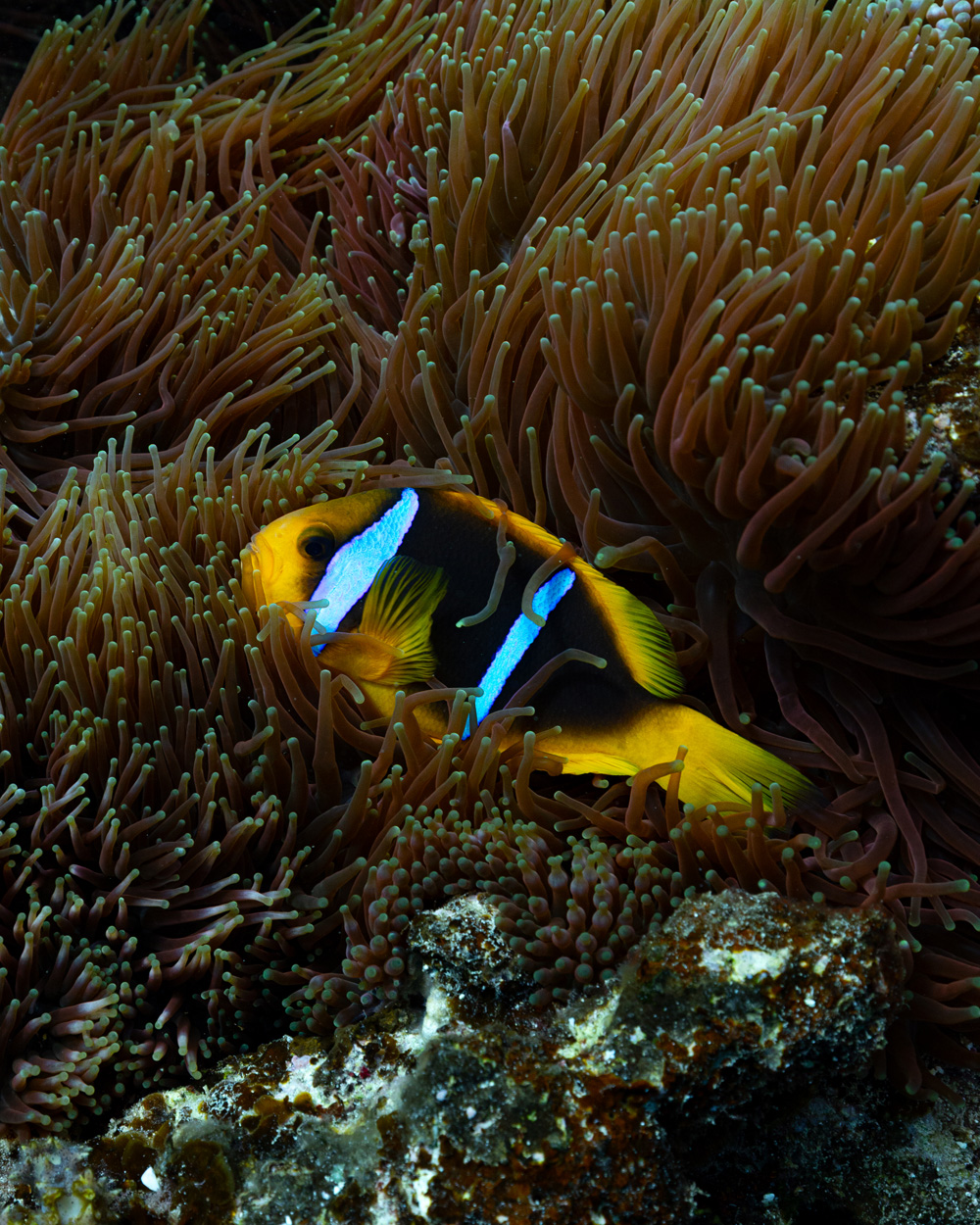 Clownfish on Tonga reef anemone 