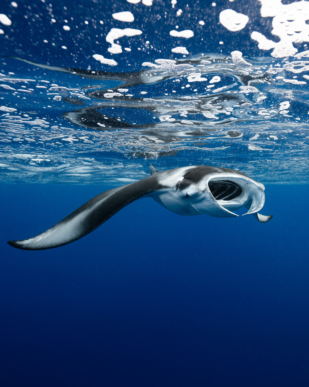 Manta ray